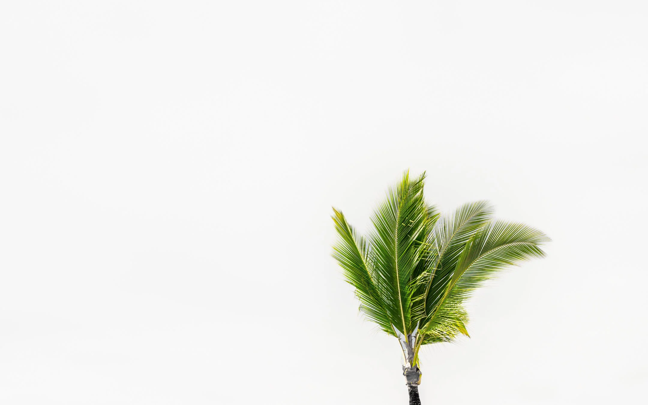 A | Lone Palm | Gary Kirfman | Score: 19