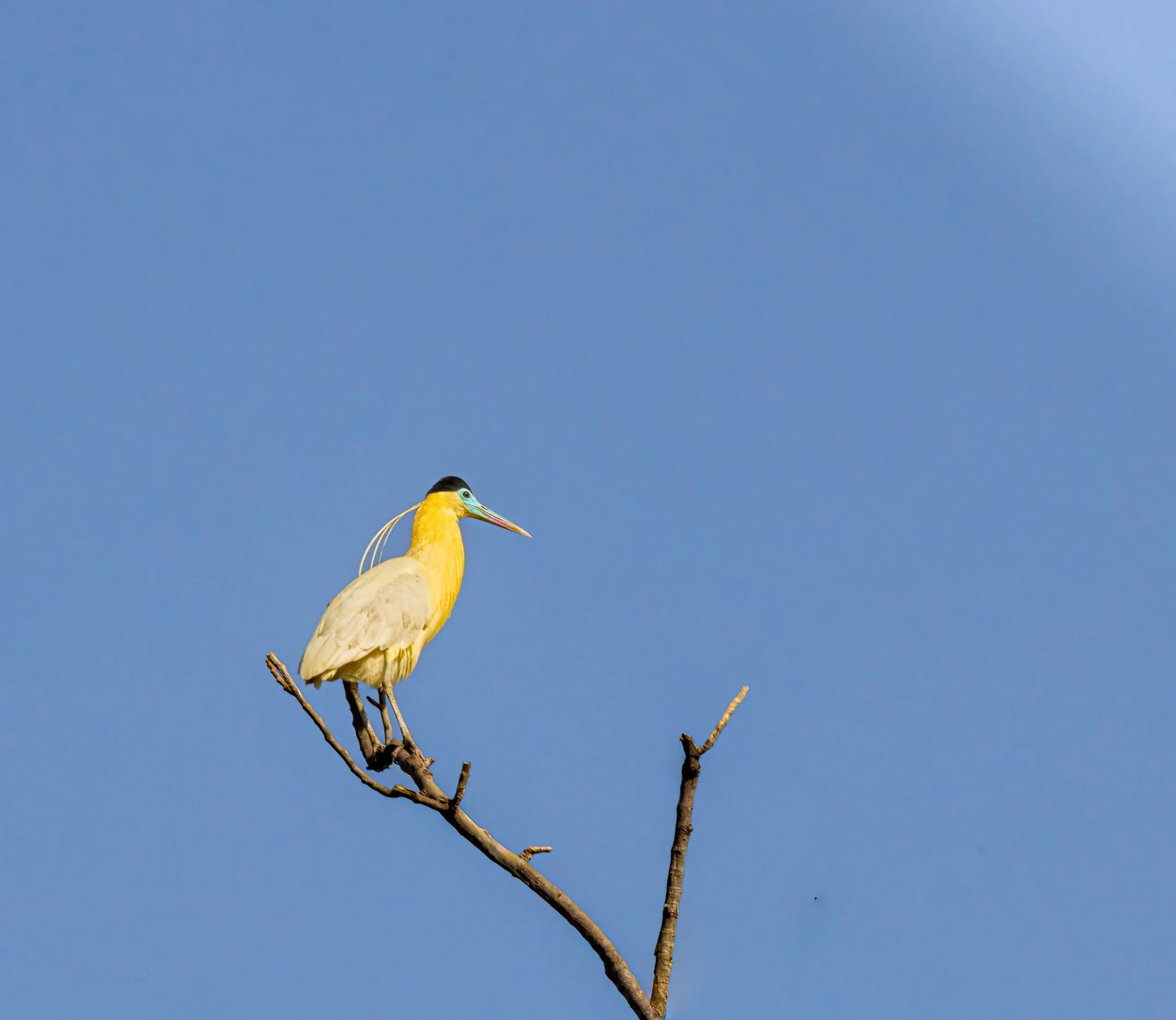 N | Capped Heron | Jim Knapp | Score: 13