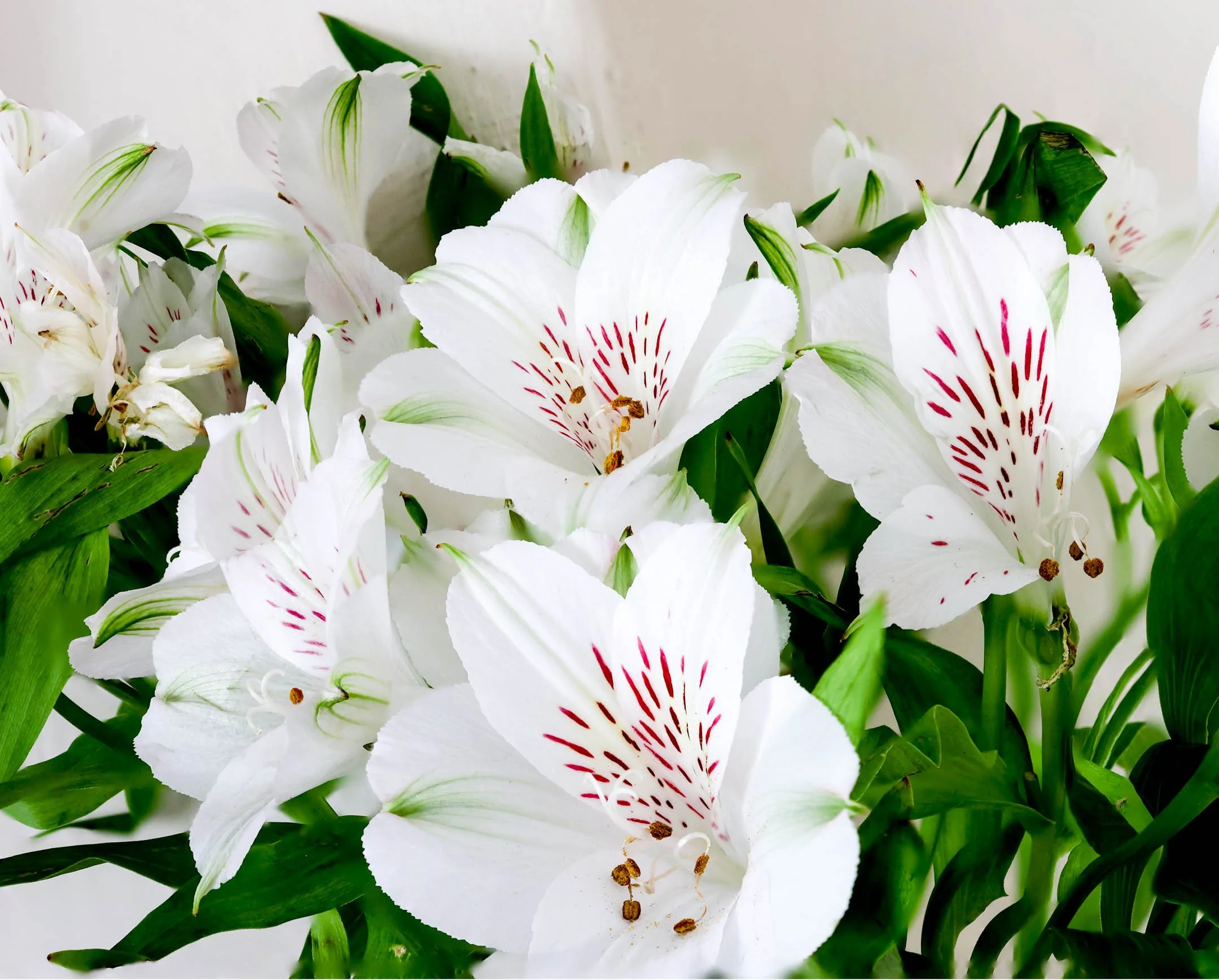 A | White Flowers | Sandy Freed | Score: 17