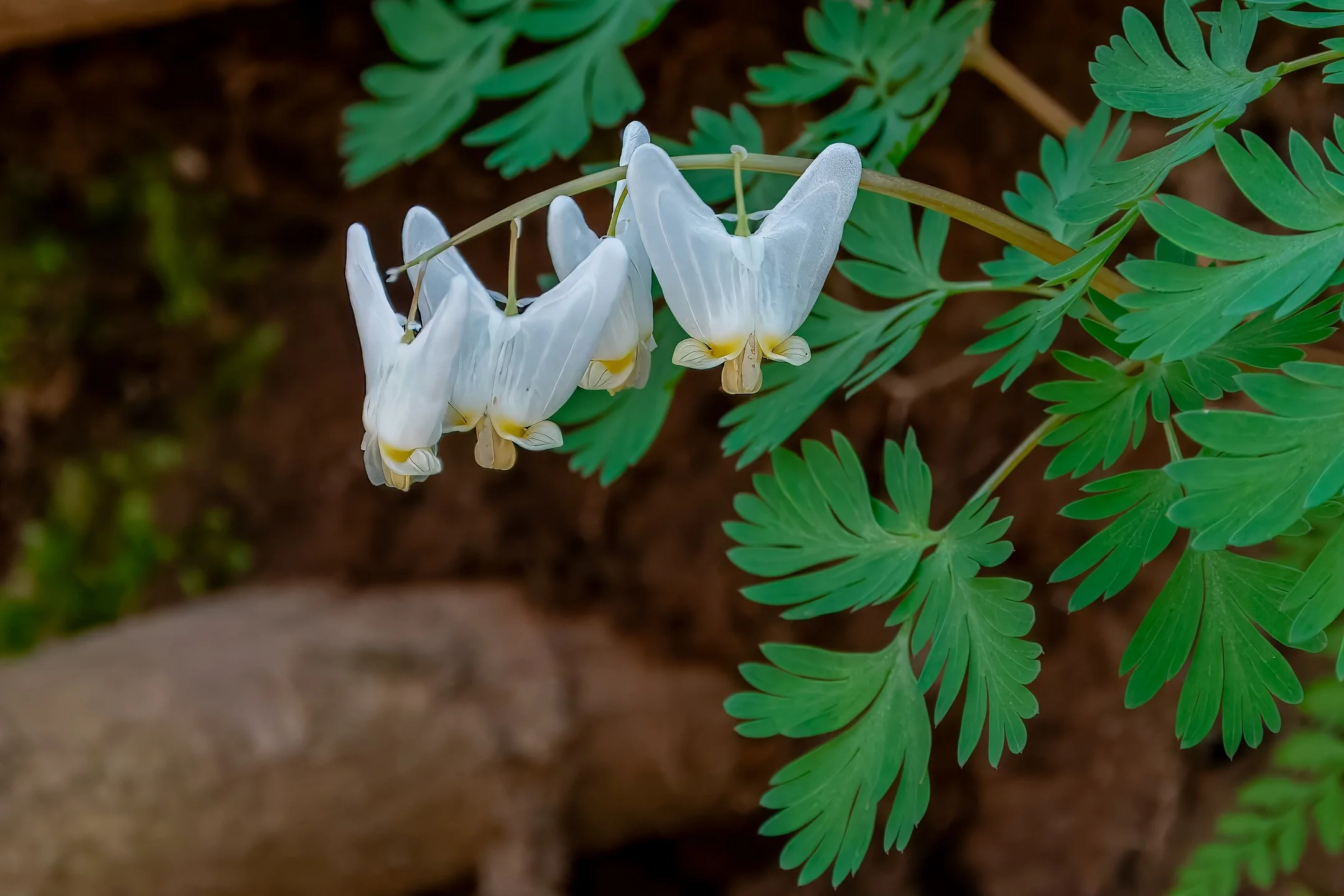 A | Dutchmans Breeches | Ron DeHaan | Score: 16