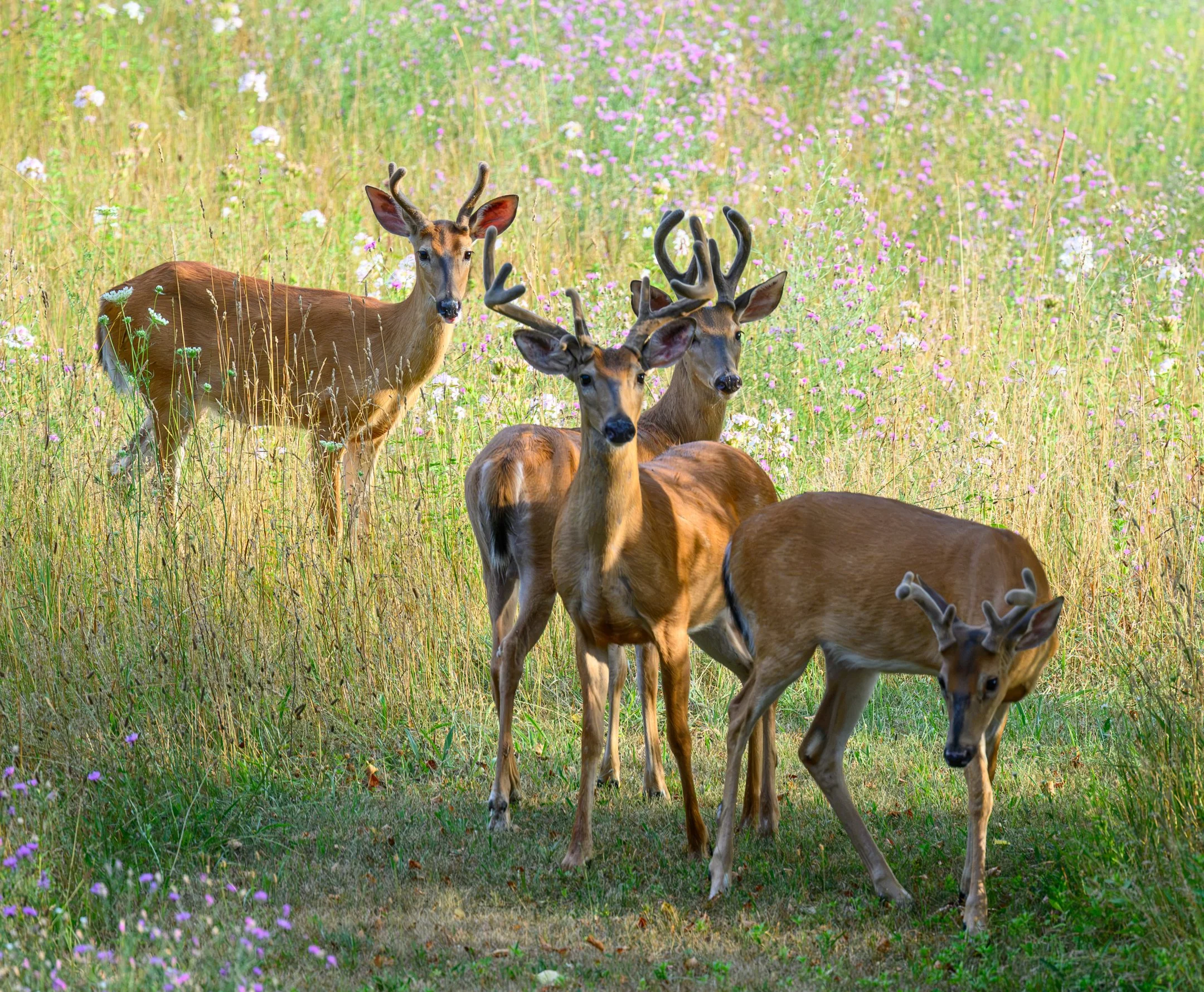 N | Four Young Bucks | Kevin Tyrrell | Score: 21