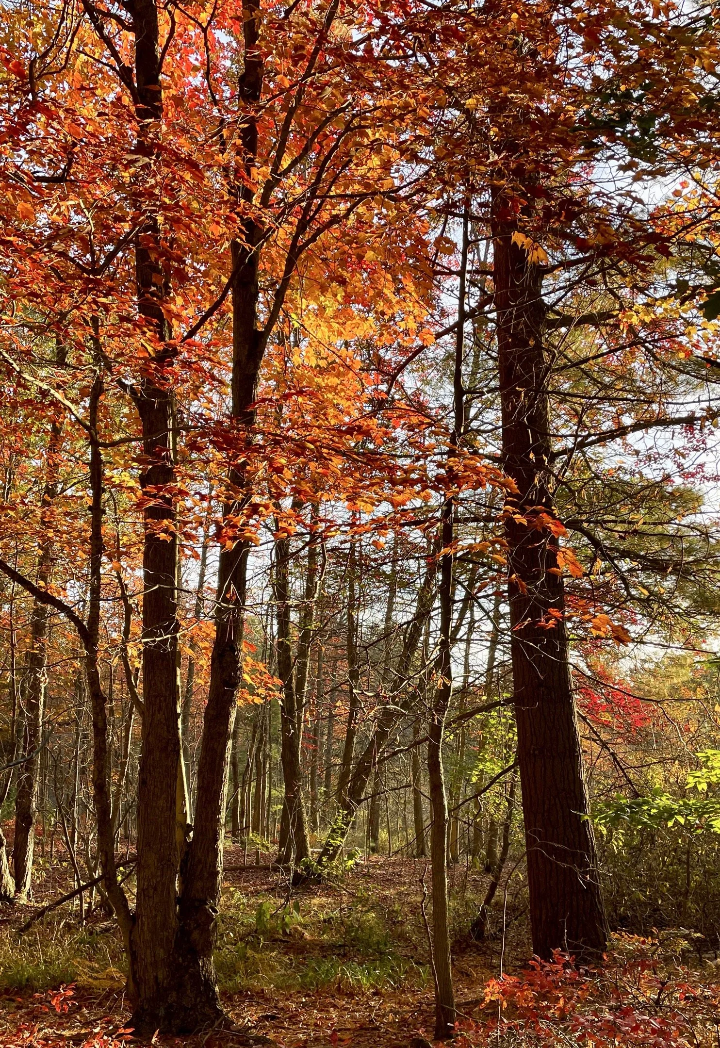 O | Autumn 1 | Todd Harbin | Score: 16