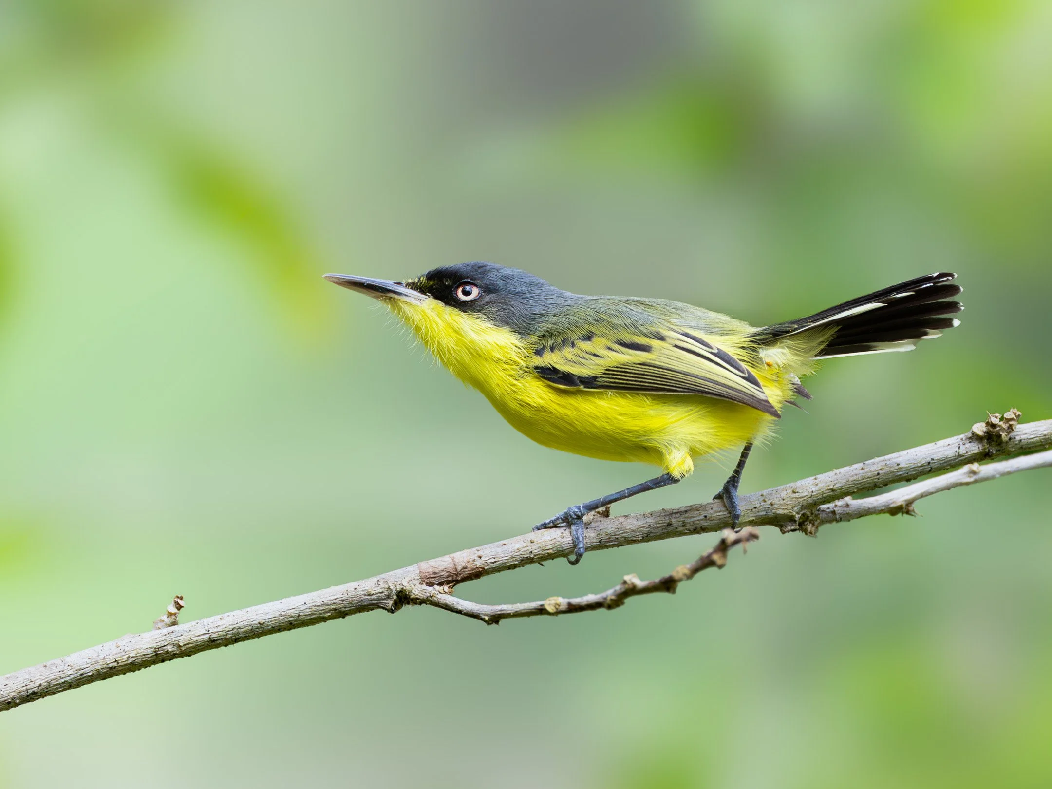 N | Common Tody Flycatcher | Jan Lewis | Score: 21