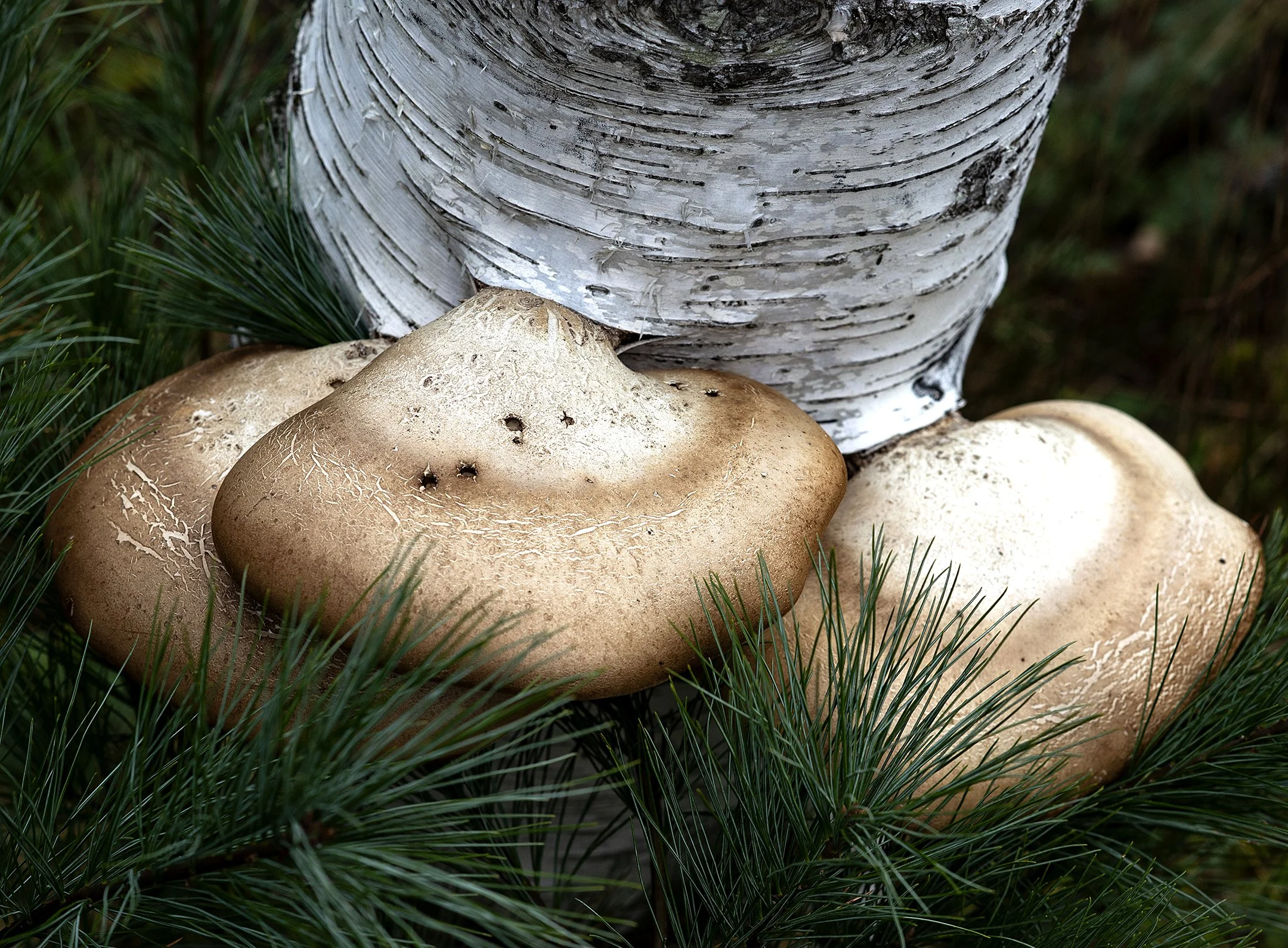 N | Fungi | Mike Mitchell | Score: 17