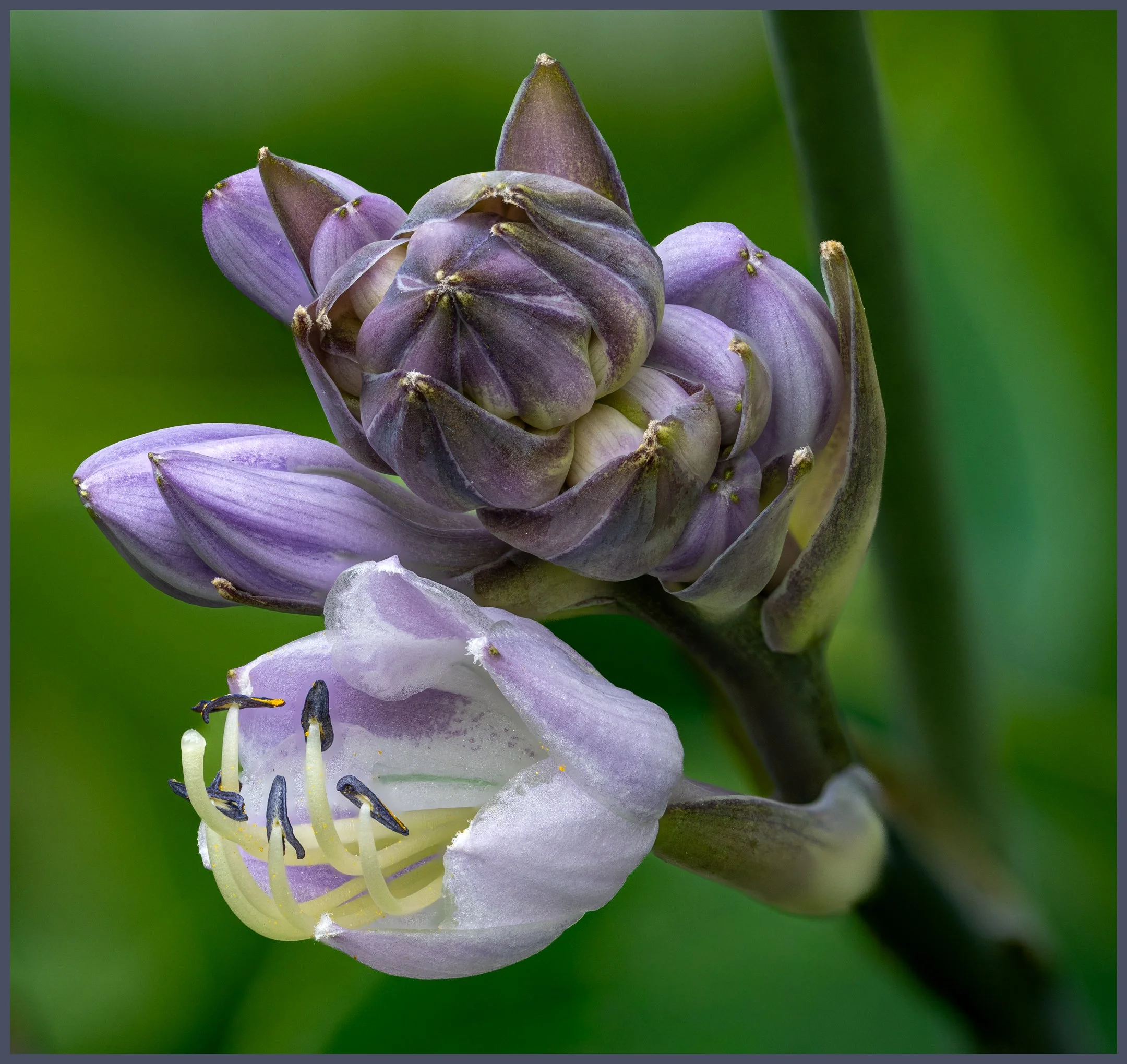 A | Hosta Flower | Ron DeHaan | Score: 22