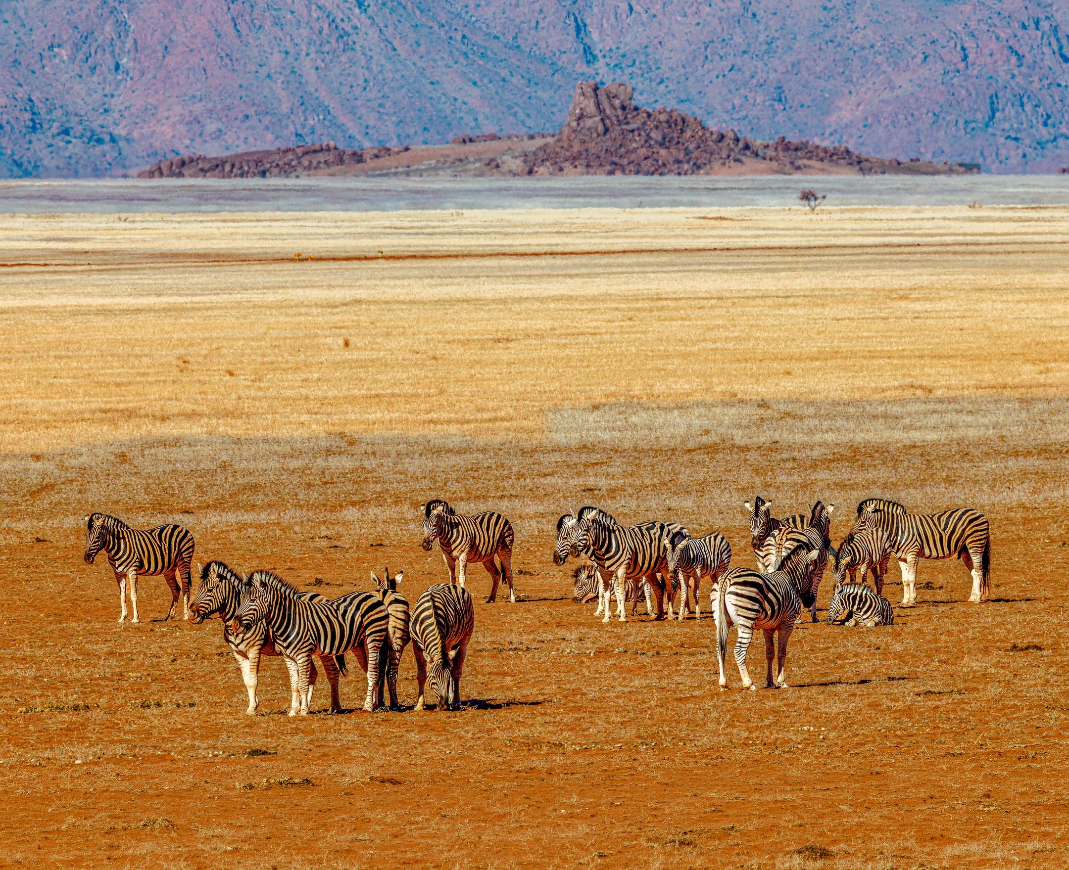 N | Zebras After Sand Bathing | Jim Knapp | Score: 19