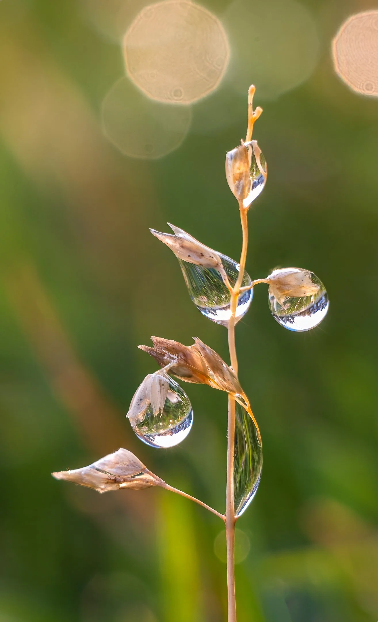 A | Dewdrops on Grass | Kim Ives | Score: 20