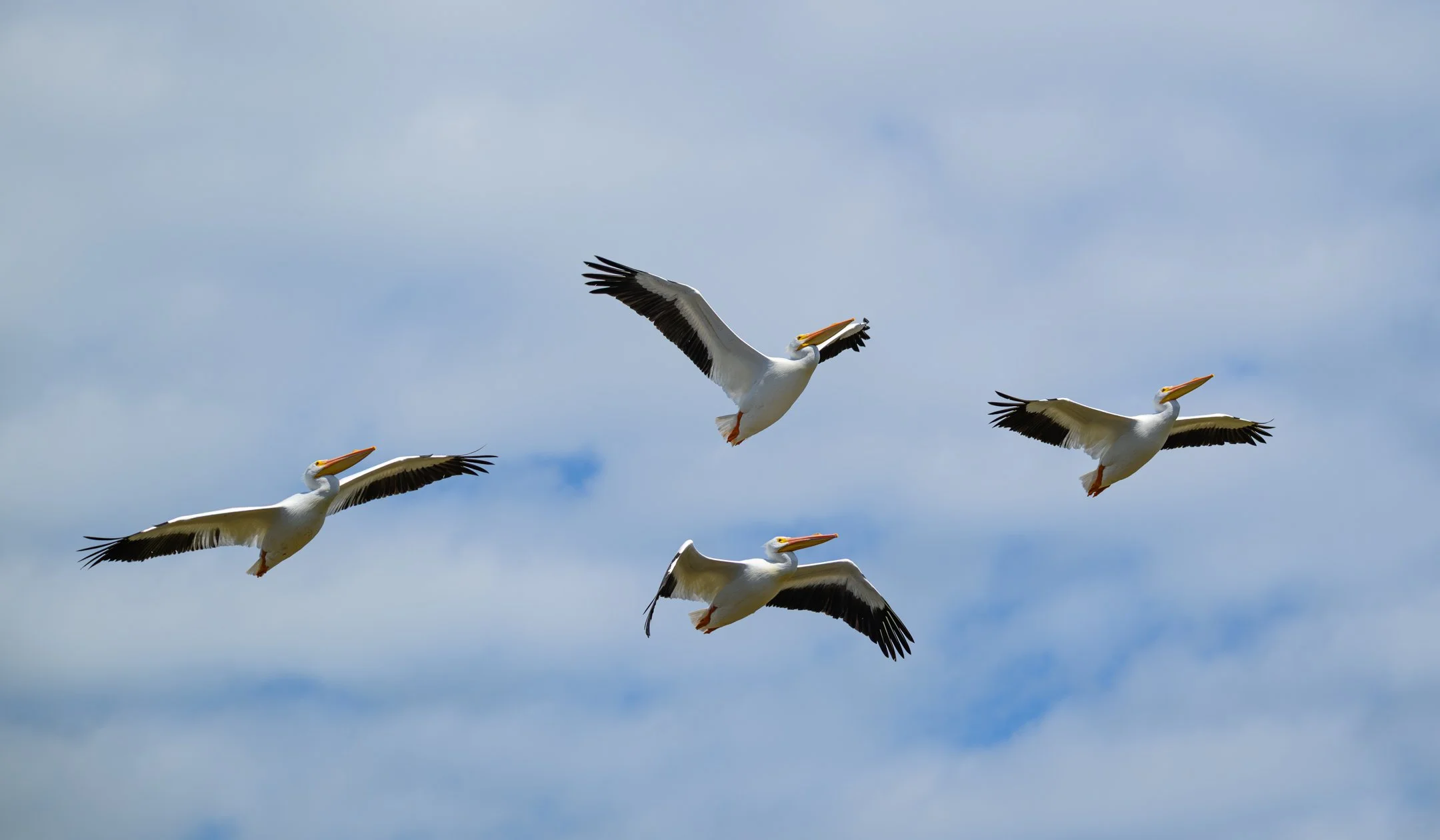 N | Four White Pelicans | Kevin Tyrrell | Score: 19