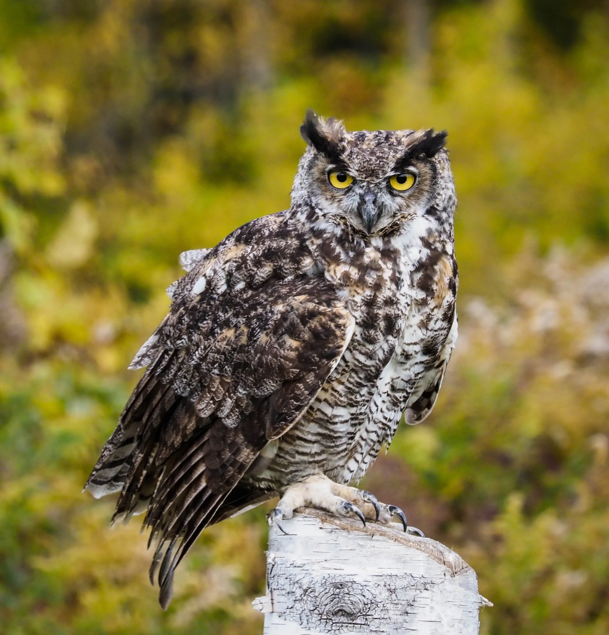 N | Grumpy Owl | Diane Durand | Score: 19