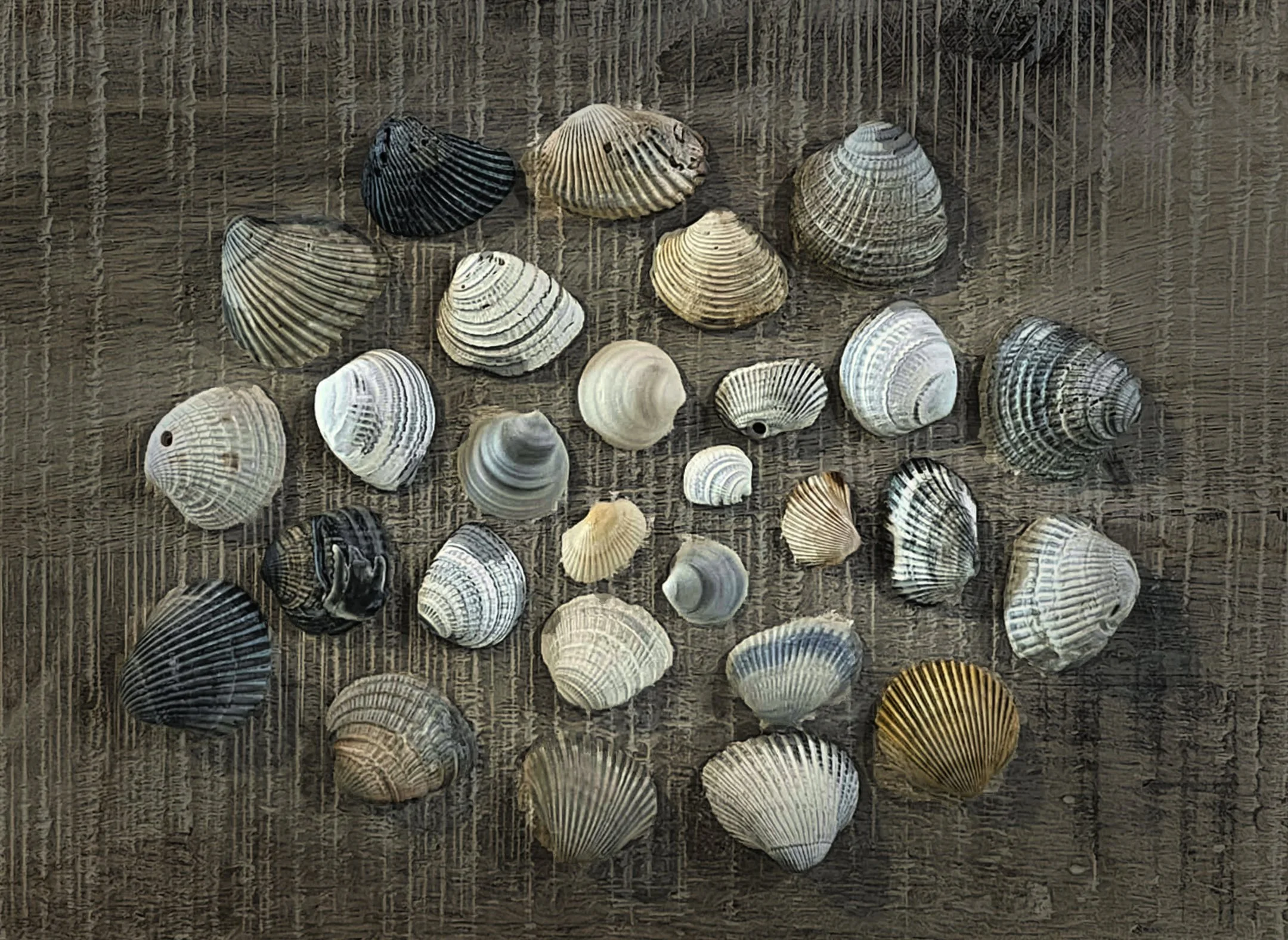 X | Shells | Russ Barneveld | 