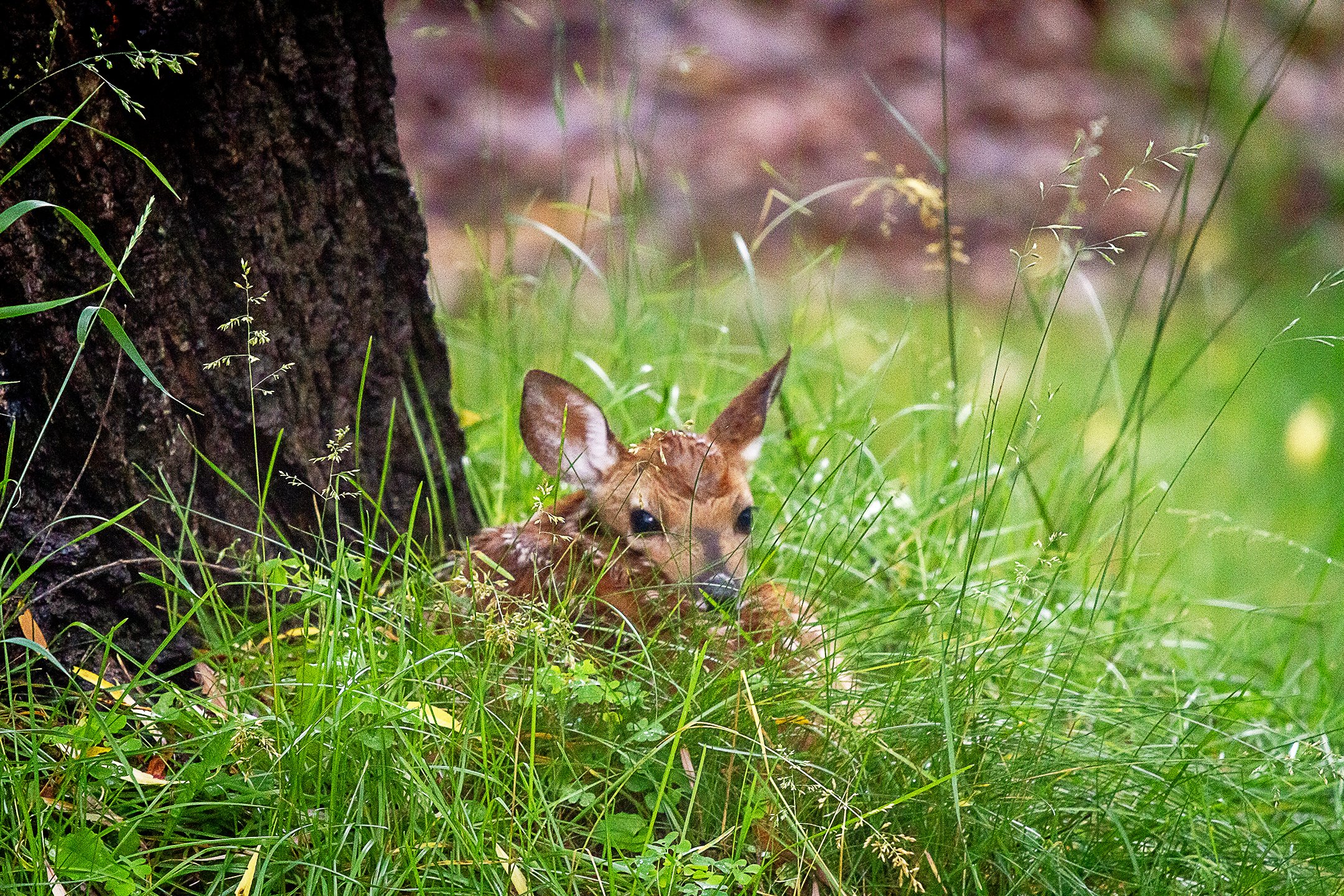 A | A Fawns Safe Resting Spot | Shealyn McGee-Sarns | Score: 12