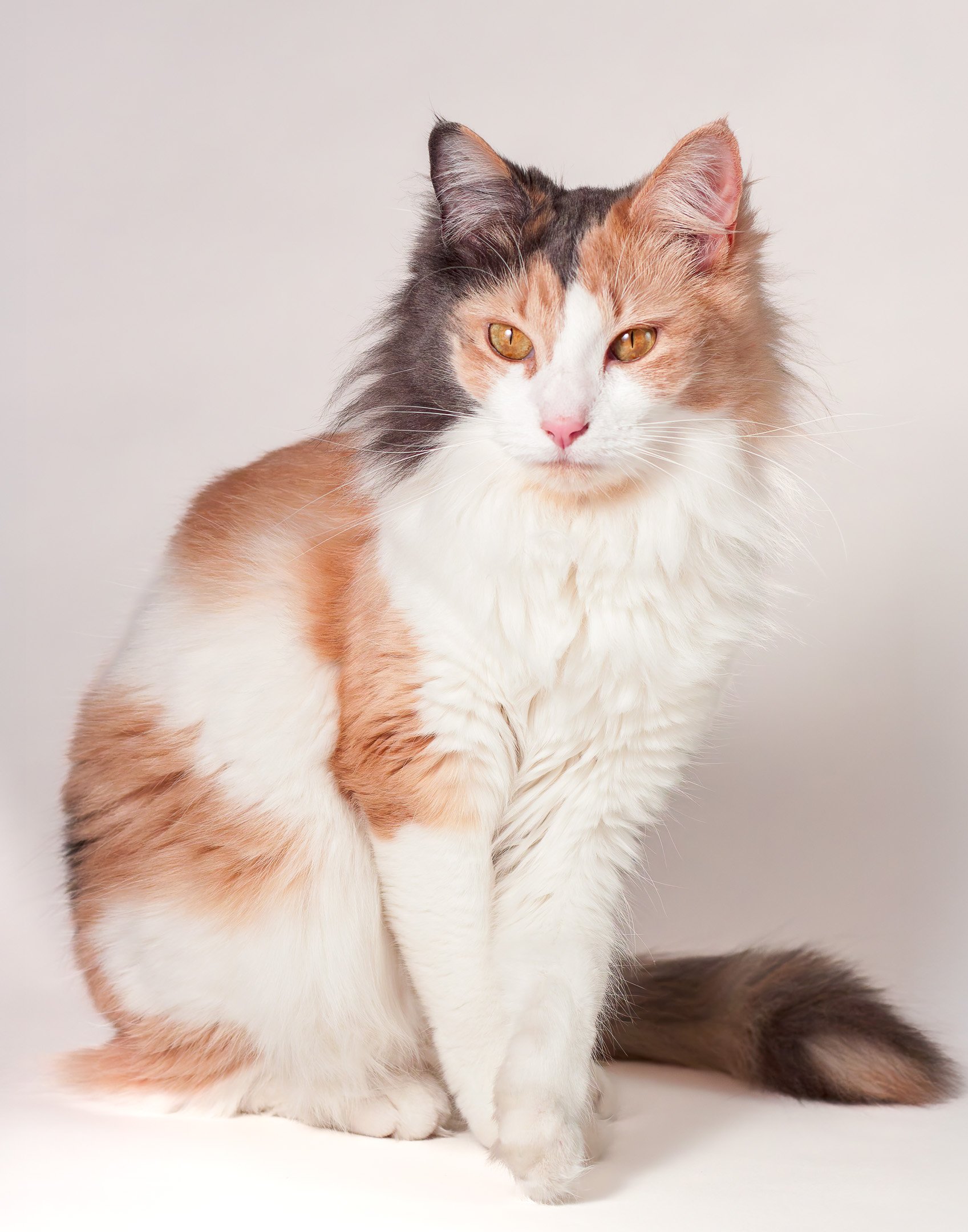 A | Cute But Ditzy | Jan Lewis | Score: 11