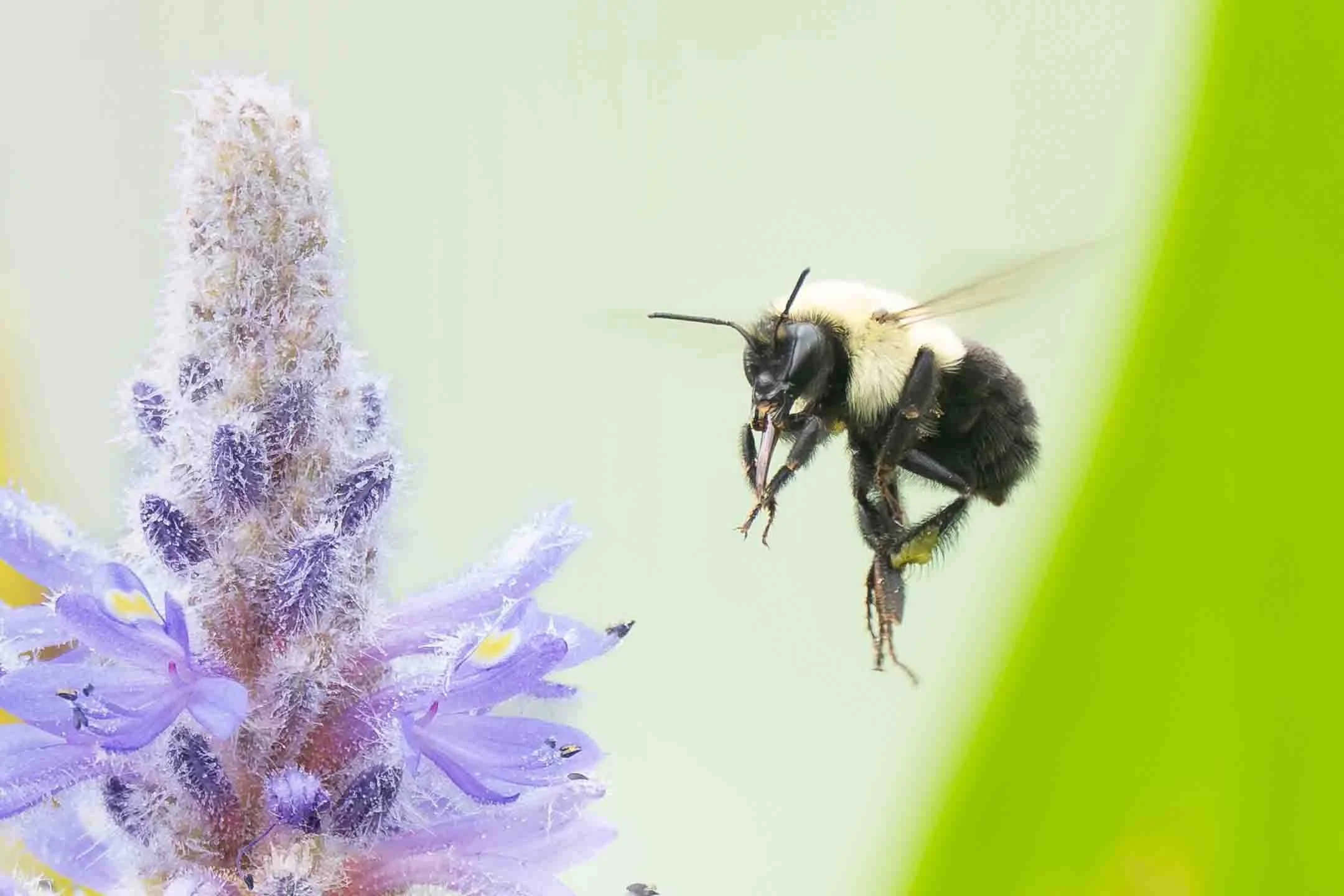 A | Mr. Bumble | Joe Mancy | Score: 11