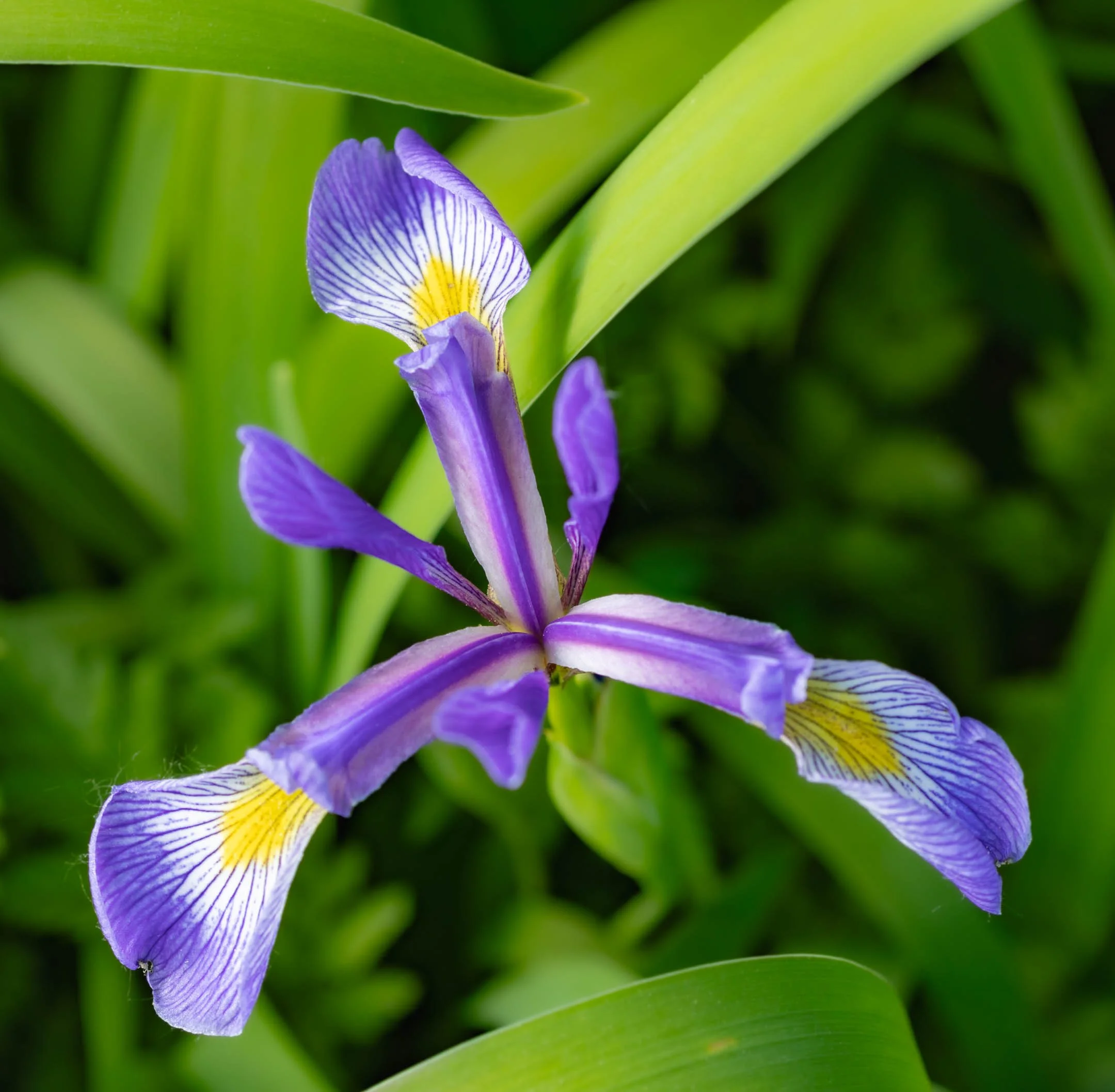 A | Iris Of Your Dreams | Sandy Freed | Score: 17