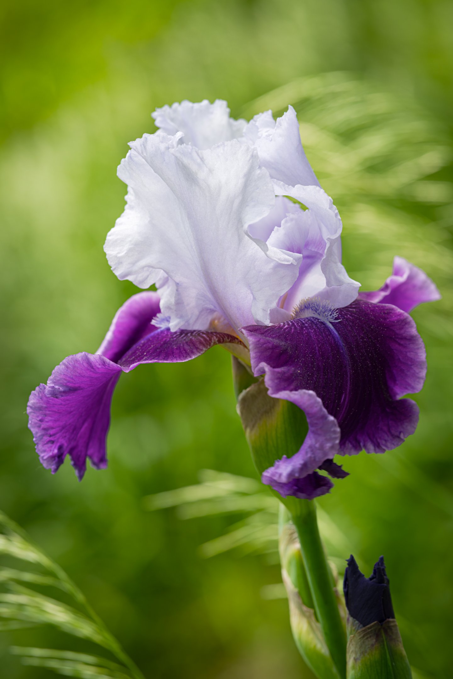 O | Bearded Iris | Joe Mancy | Score: 13