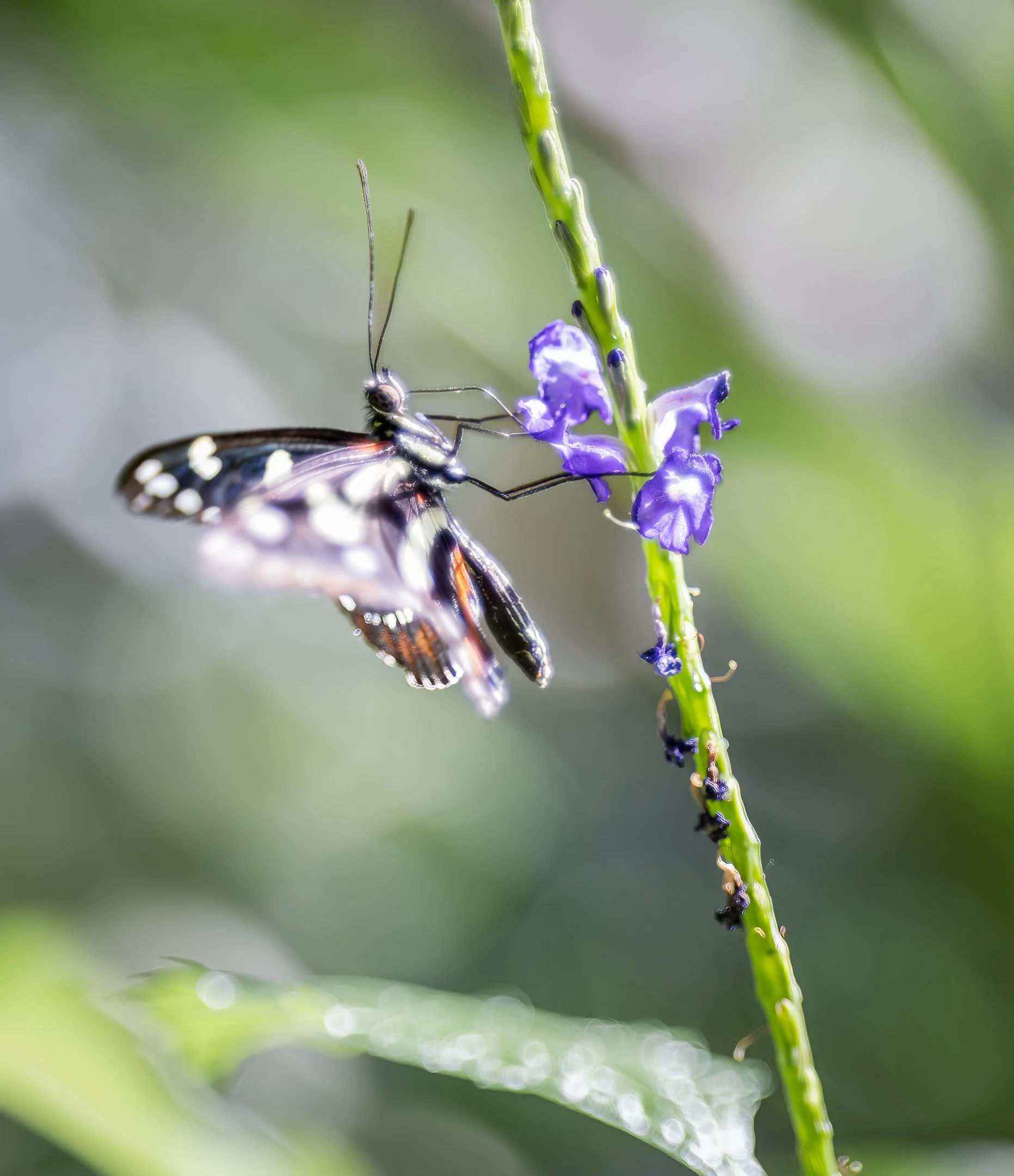 N | Delicate Work | Norbert Kugele | Score: 11