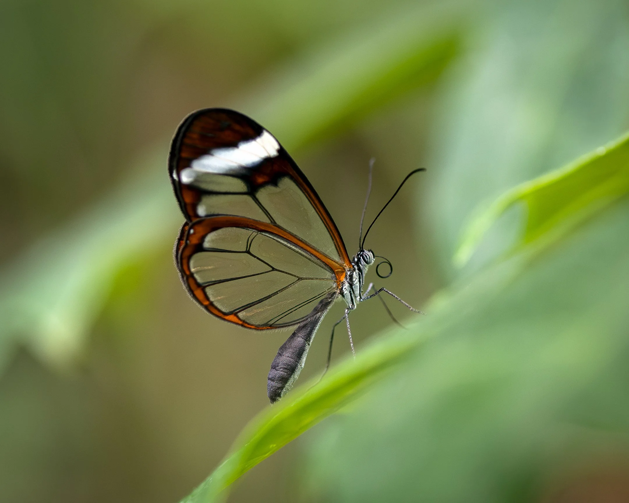 A | Glasswing | Rebecca Humes | Score: 19