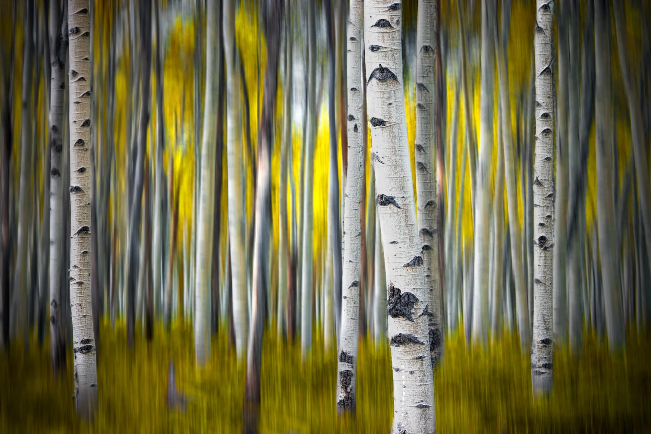 O | Movement Among The Trees | Randy Nyhof | Score: 23