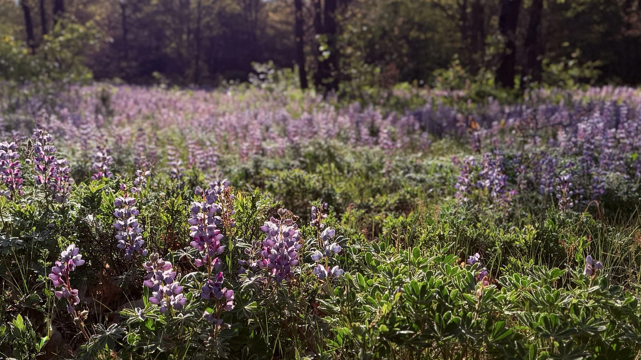 A | Morning Lupine | Todd Harbin | Score: 18