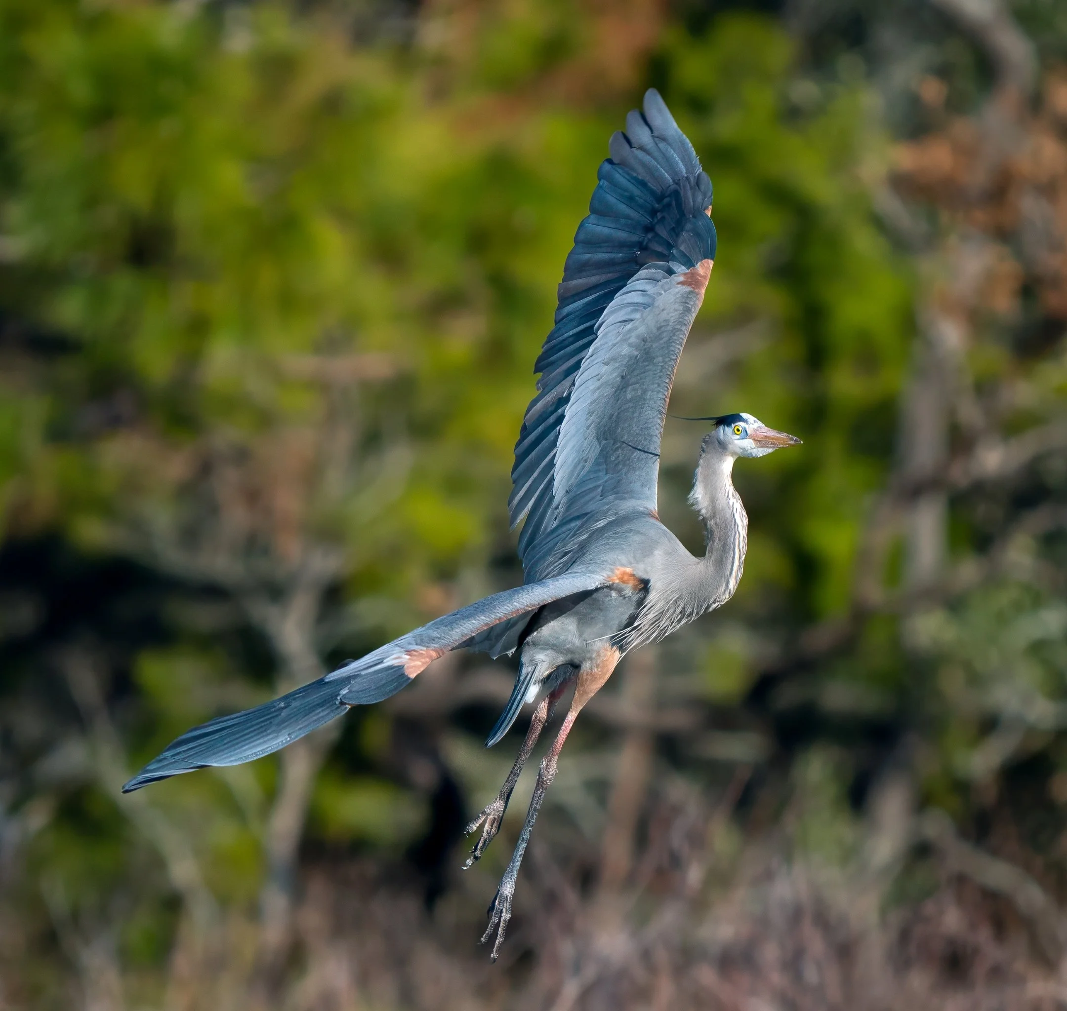 N | Great Blue Heron | Kim Ives | Score: 20