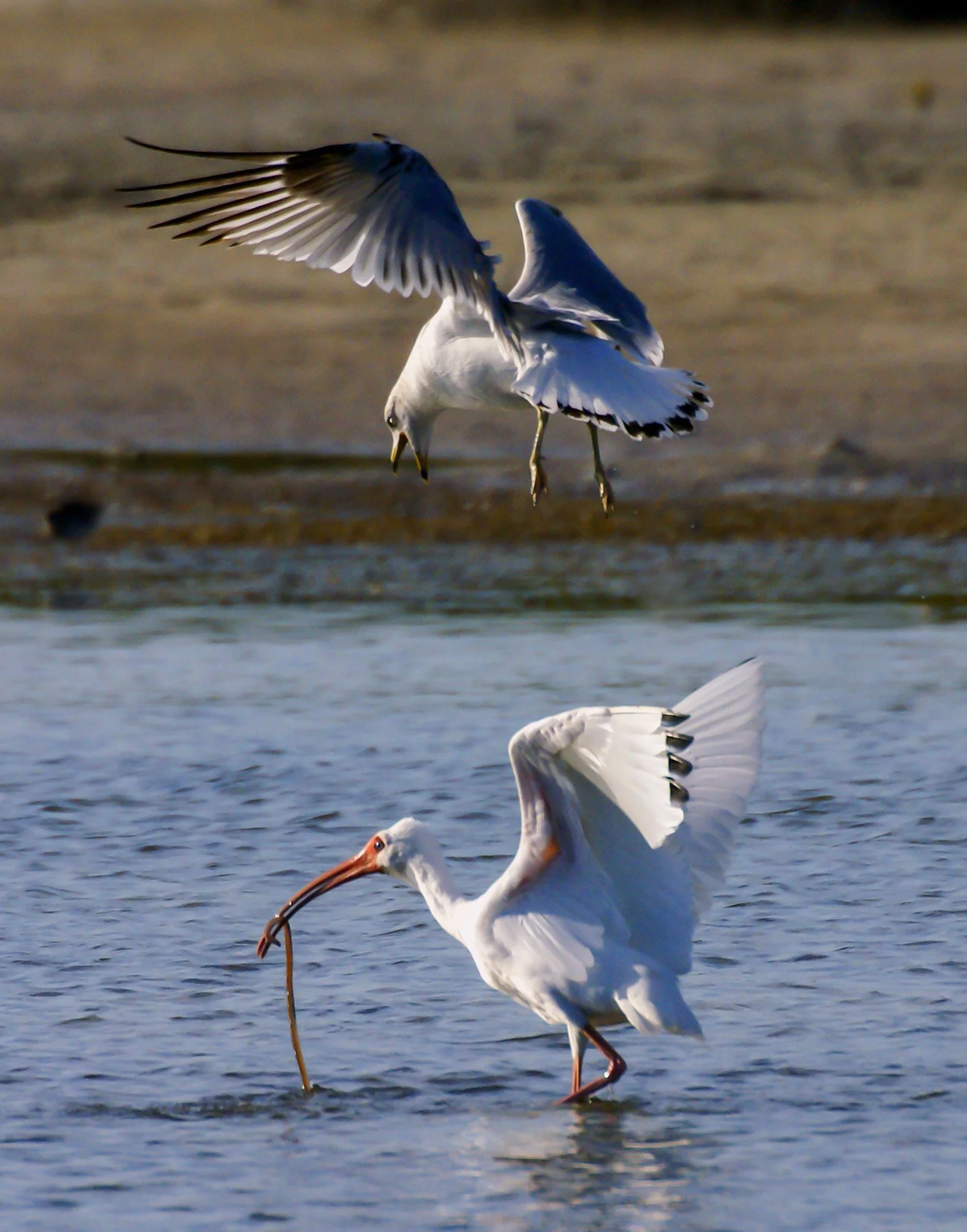 N | I Want That Snake | Della Landheer | Score: 12