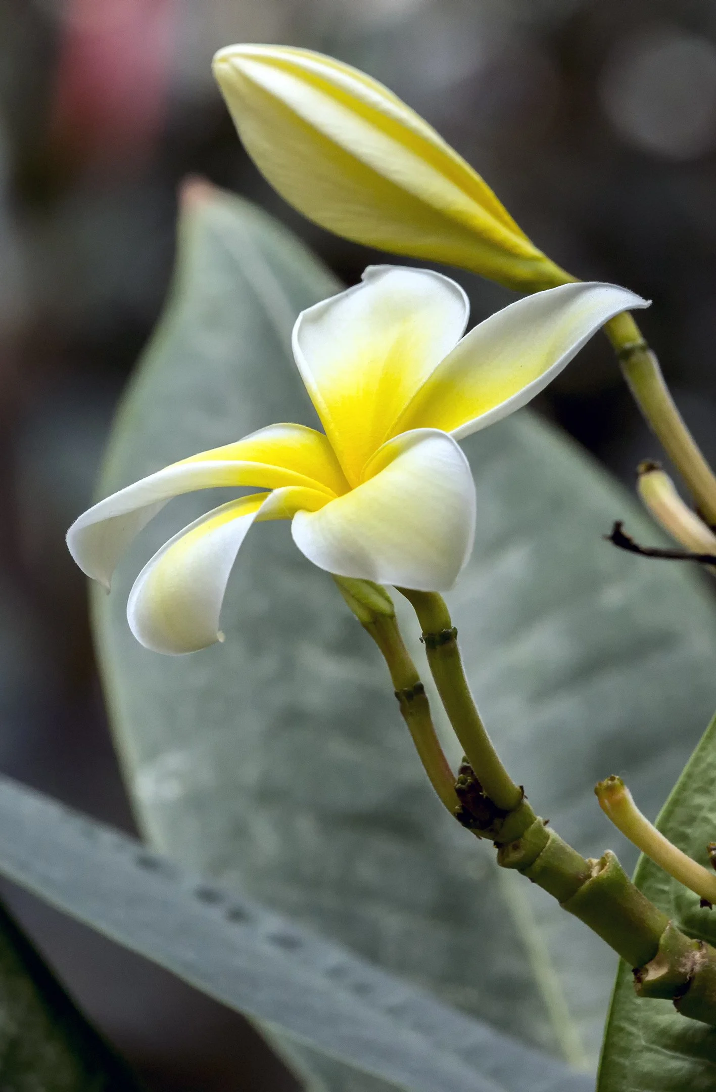 N | Plumeria | Roger Fry | Score: 20