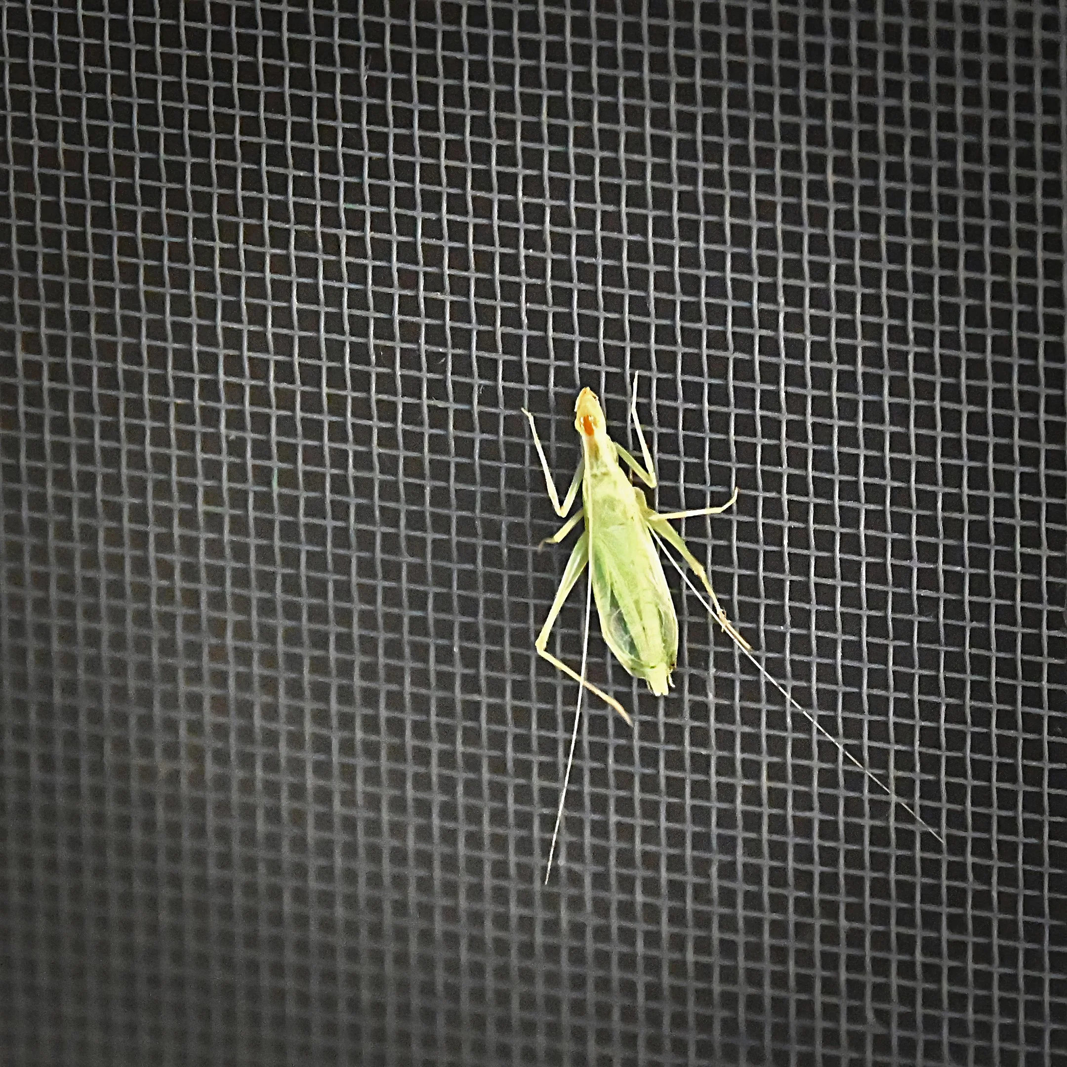 A | They Call Me Mellow Yellow | Richard Coombs | Score: 10