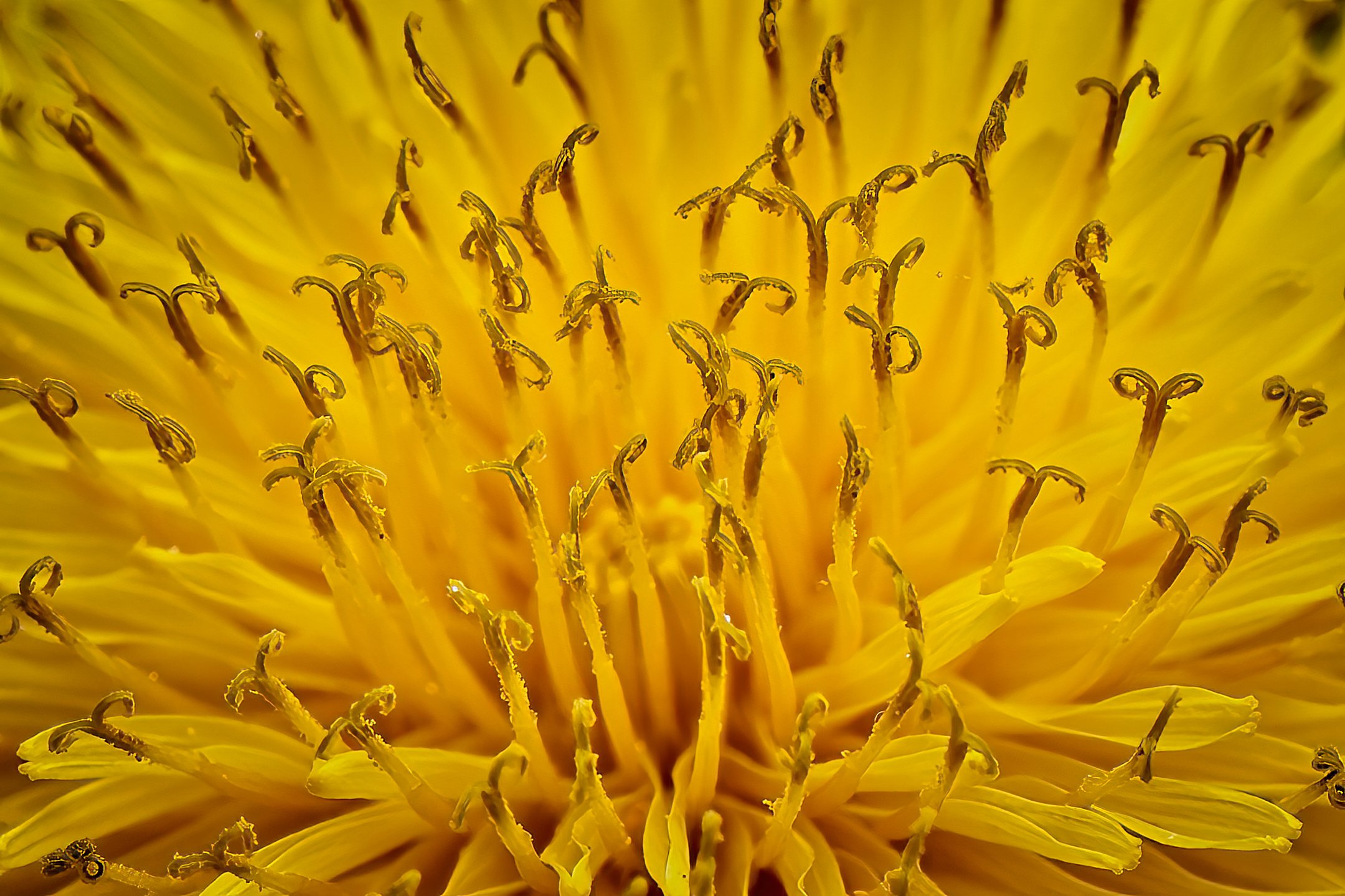 N | Dandelion Splendor | James Zeman | Score: 13