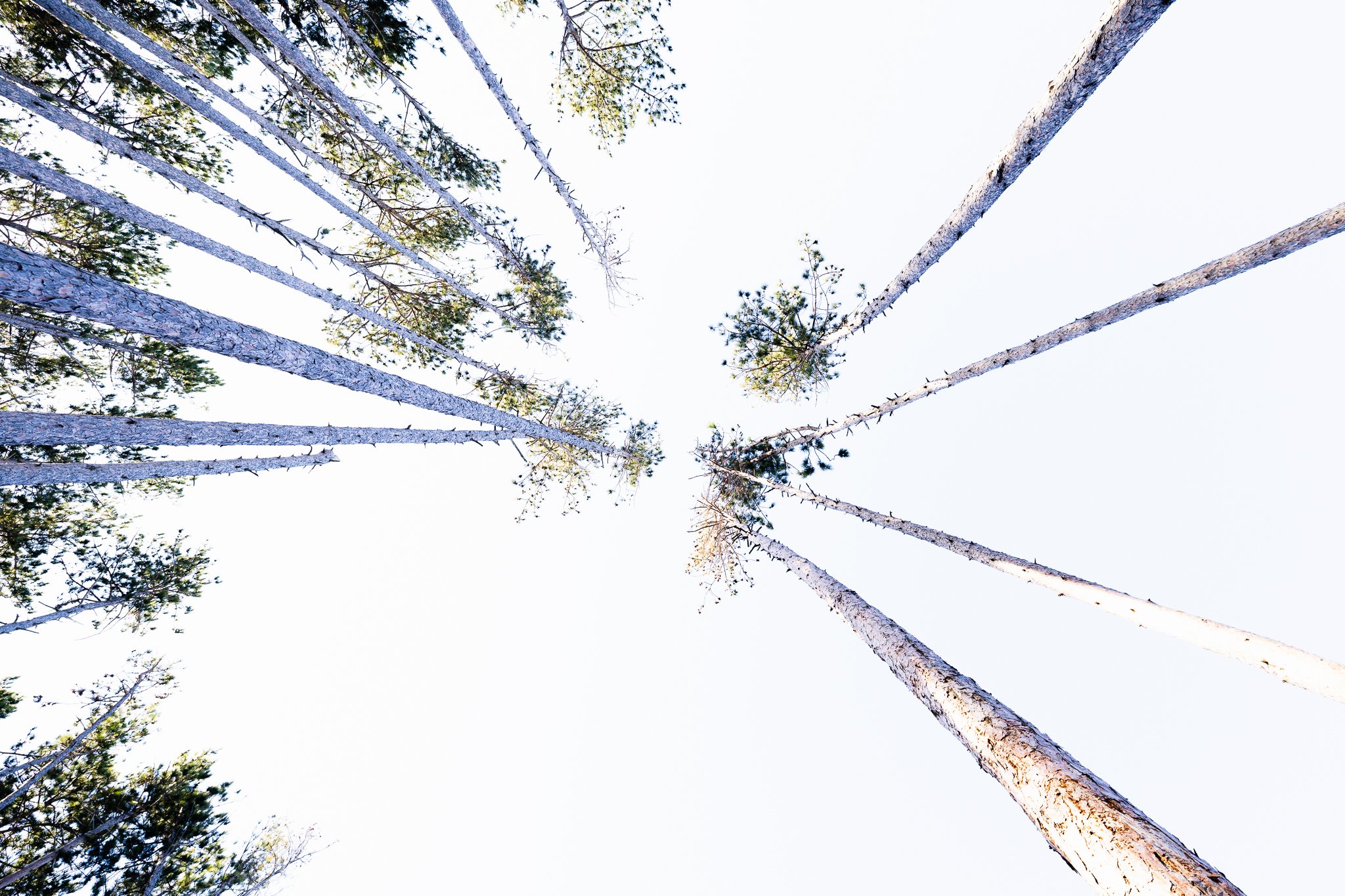 N | Reaching For the Sky | Norbert Kugele | Score: 15