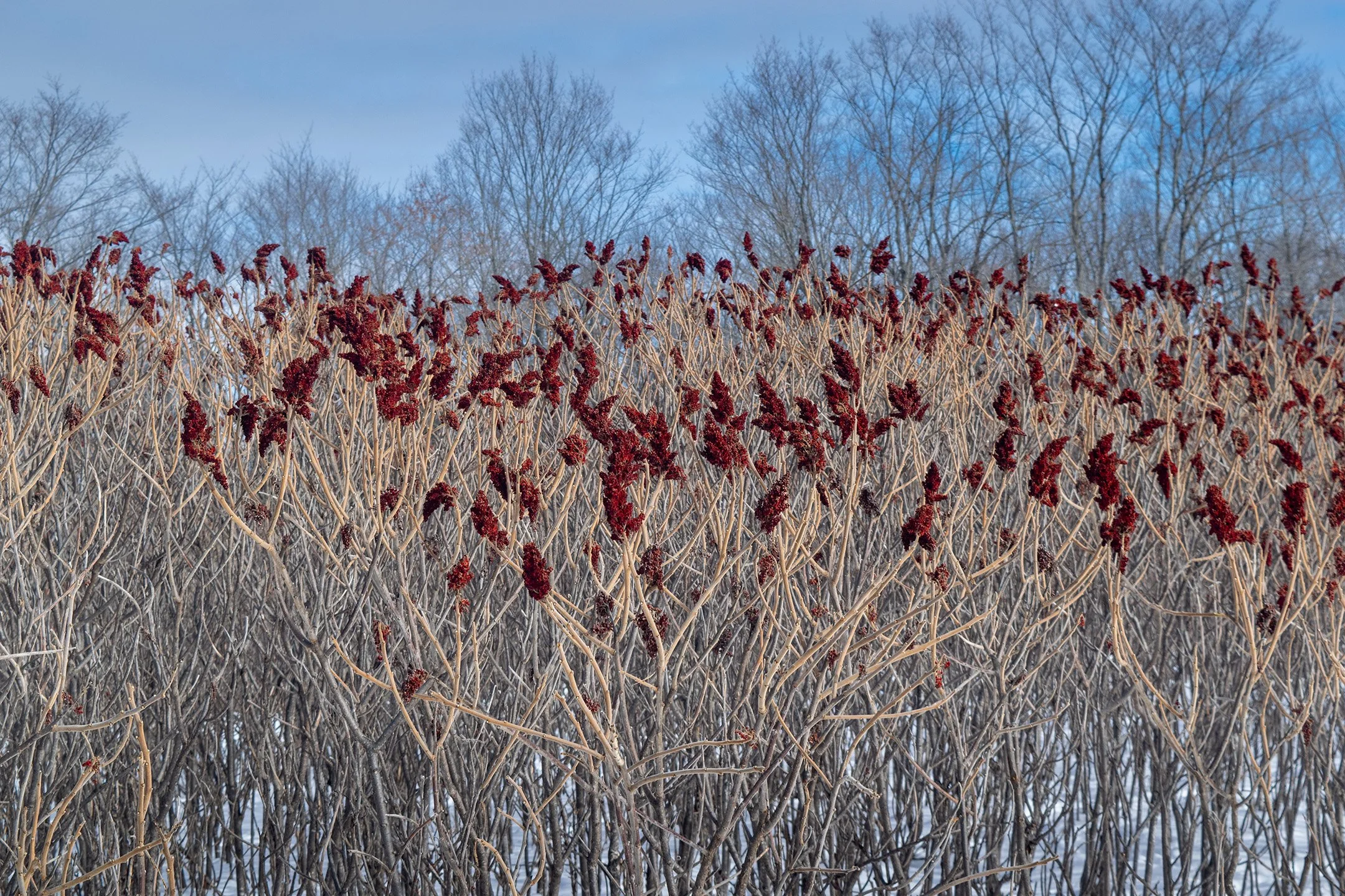 S | Winter View | Sandy Freed | Score: 18