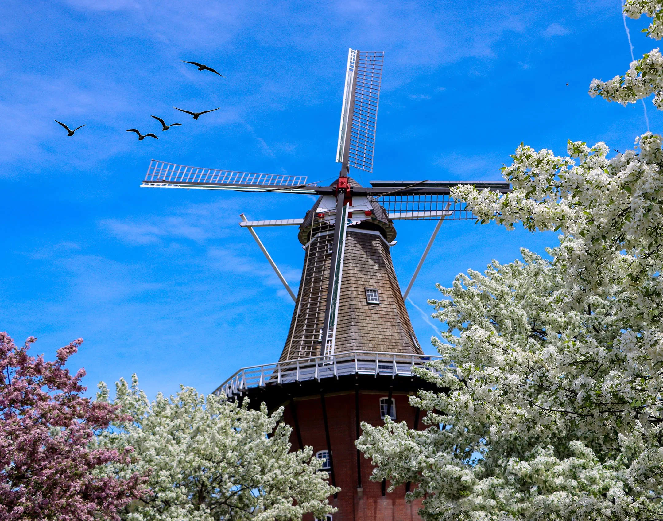 O | The Swan In Spring | Della Landheer | Score: 20