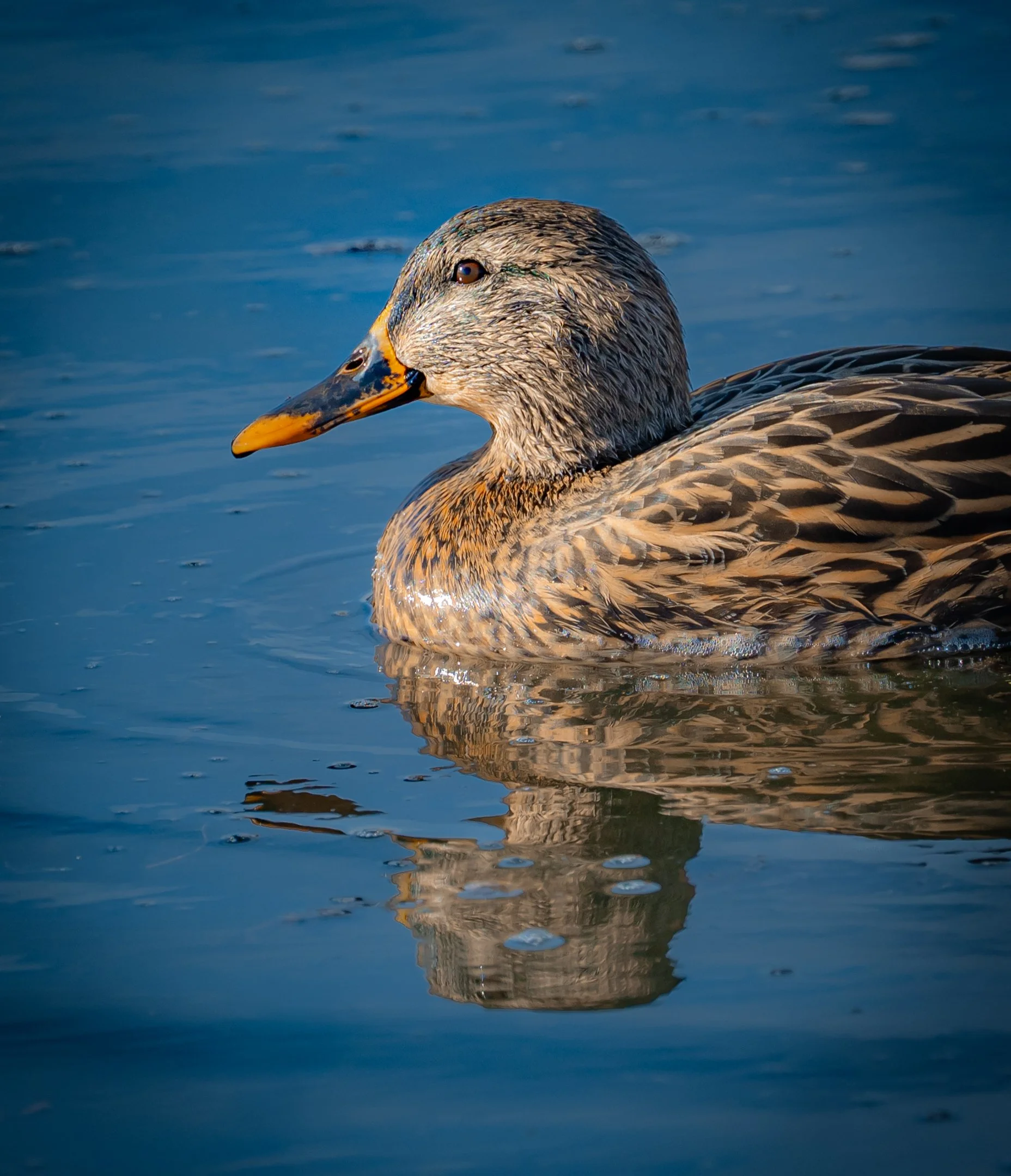 N | Grande Dame | Gary Kirfman | Score: 20