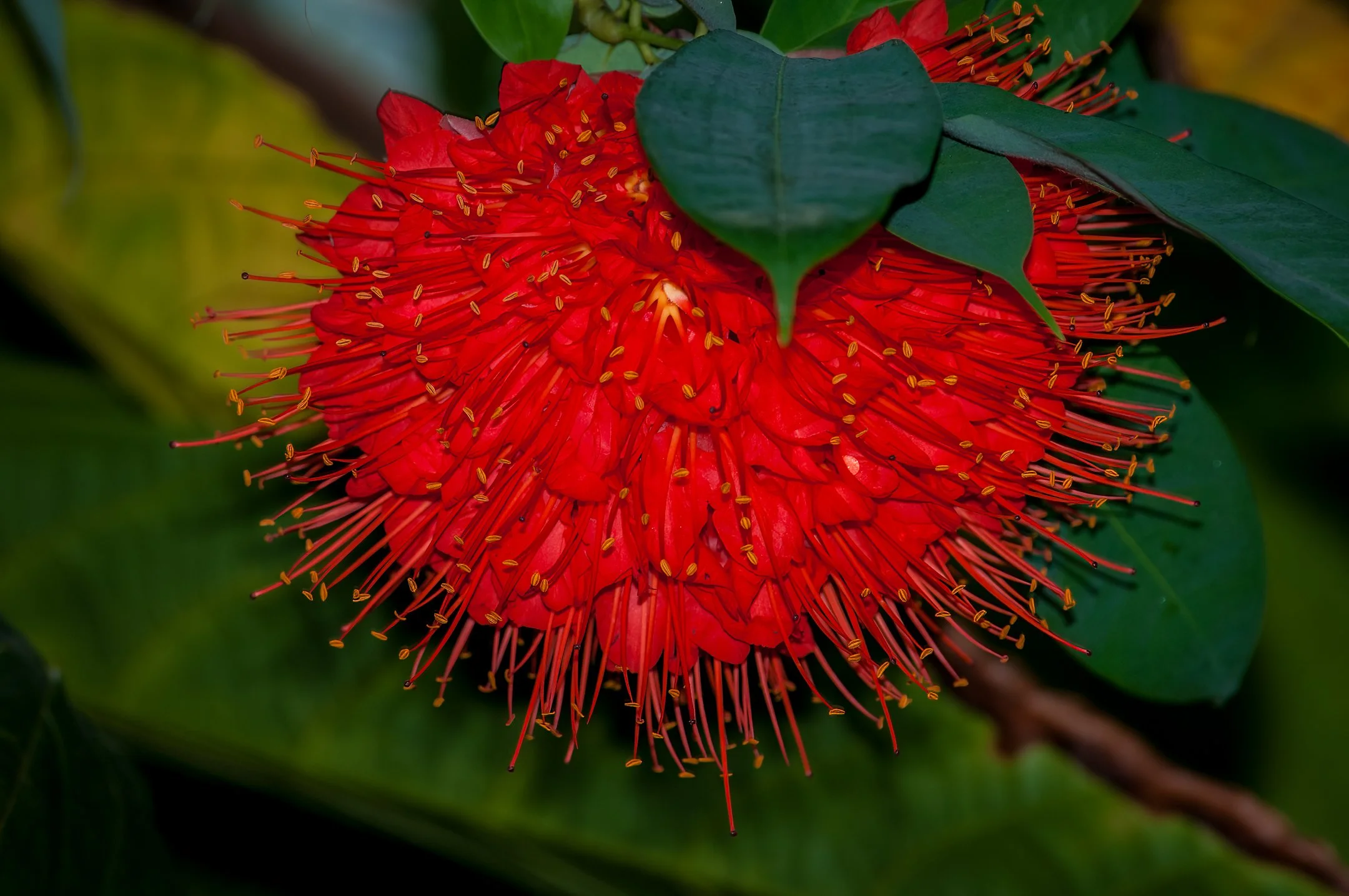 N | Darned If I Know | Jim Shearer, Jr. | Score: 18