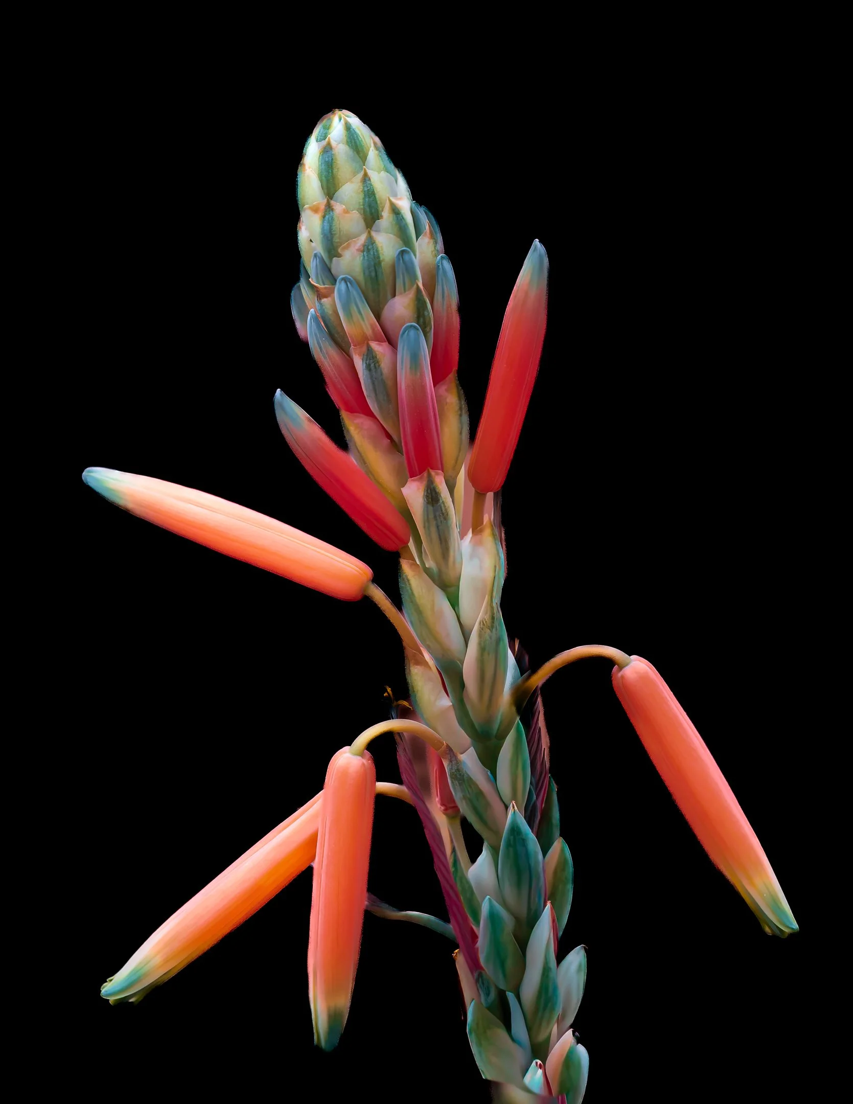 O | Cactus Spike | Gary Kirfman | Score: 21