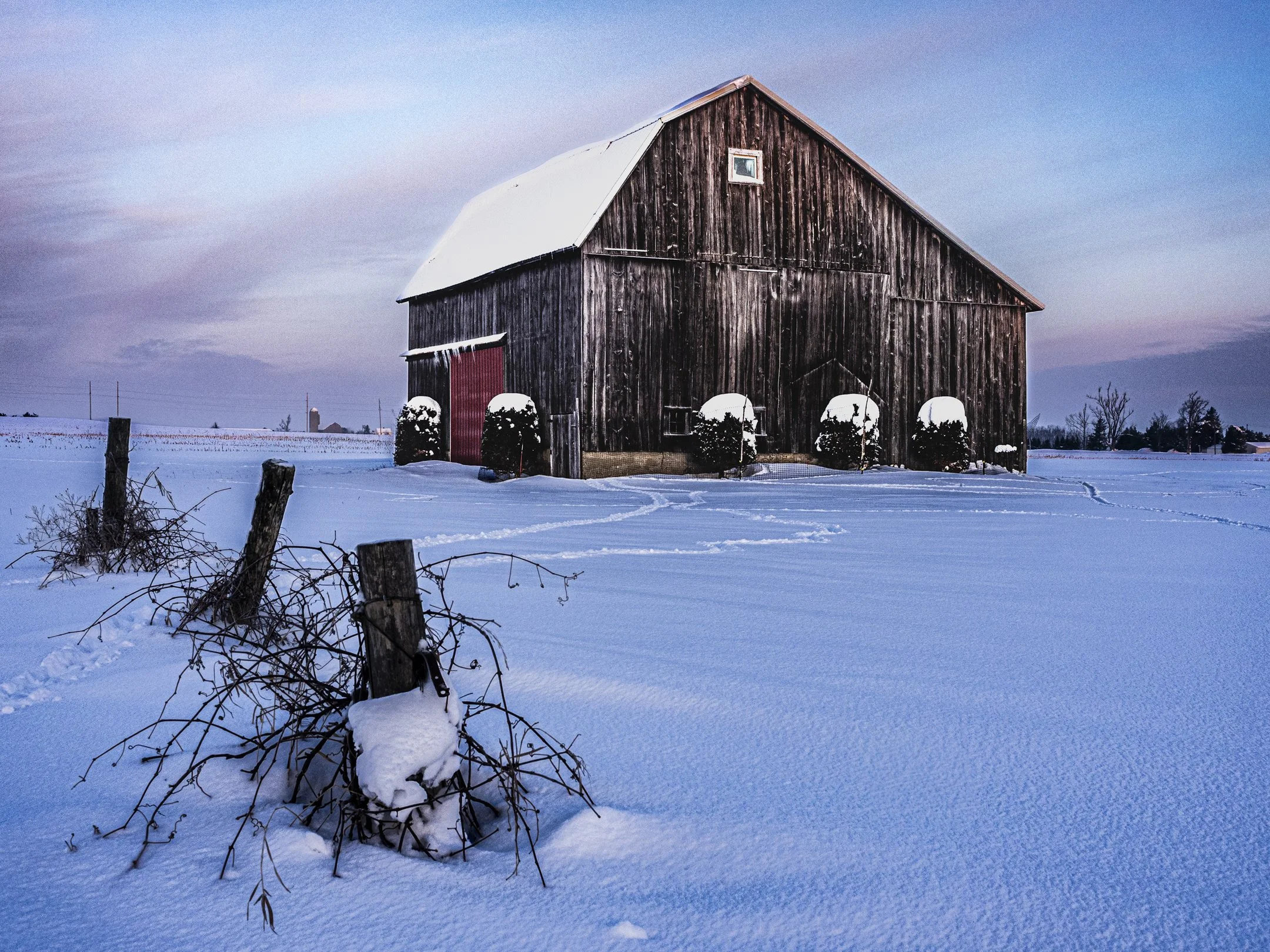 S | Deer Tracks In The Snow | Dave Mitchell | Score: 19
