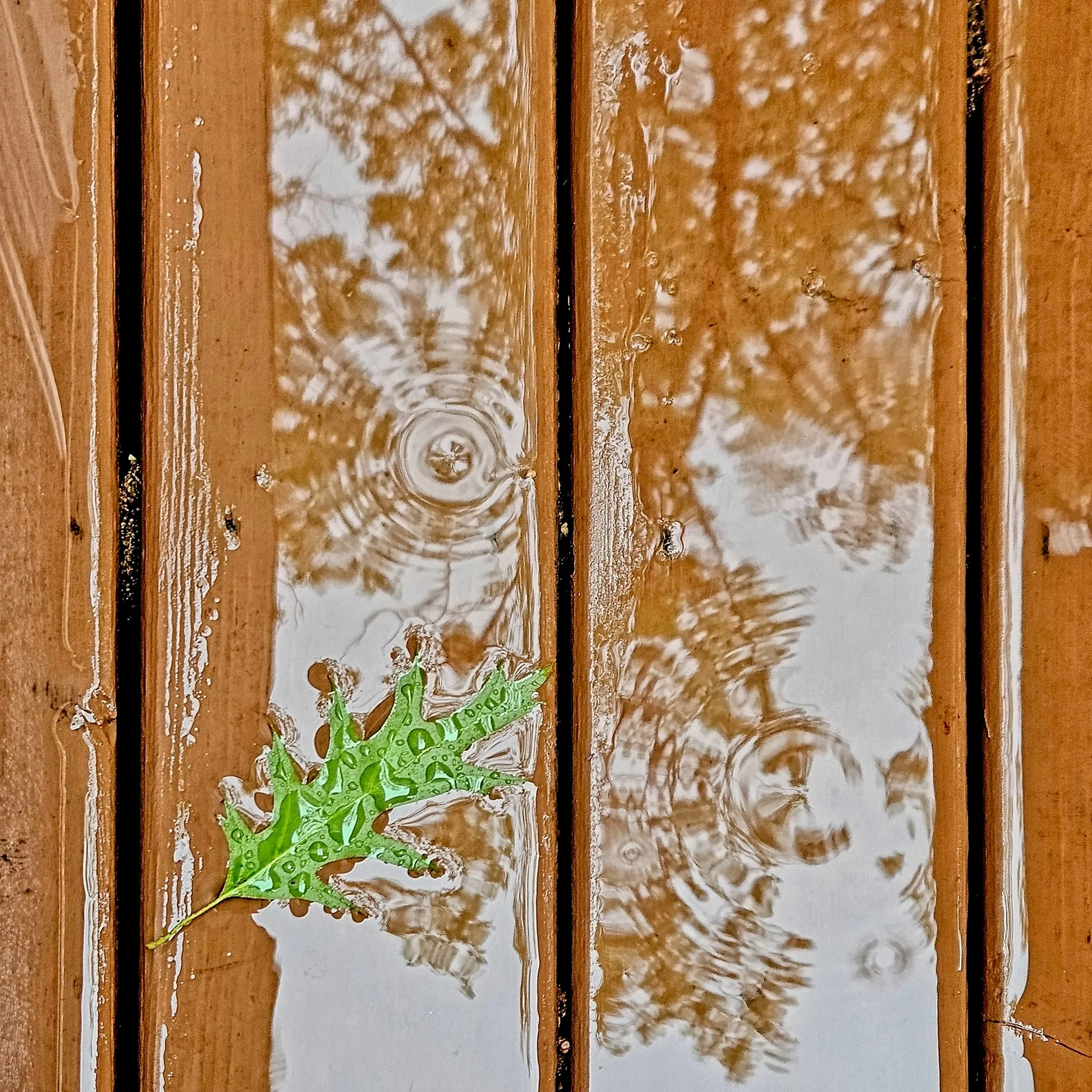 O | Leaf On Wet Deck | Michael Koole | Score: 18