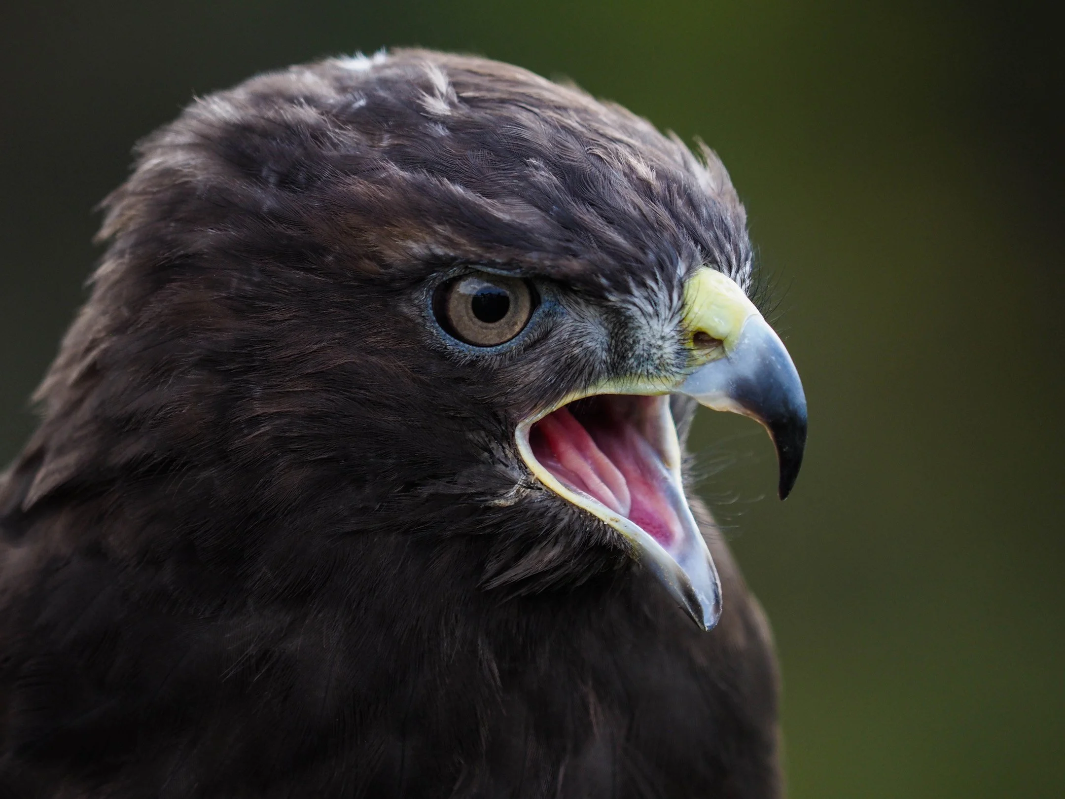 N | Squawking Red Tailed Hawk | Diane Durand | Score: 23