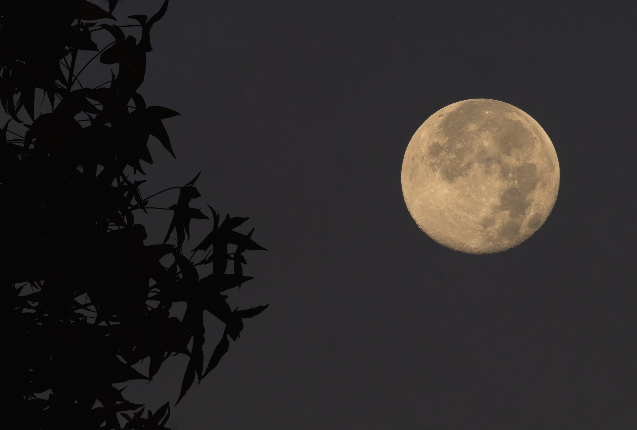 O | Twilight Moon | Norbert Kugele | Score: 12