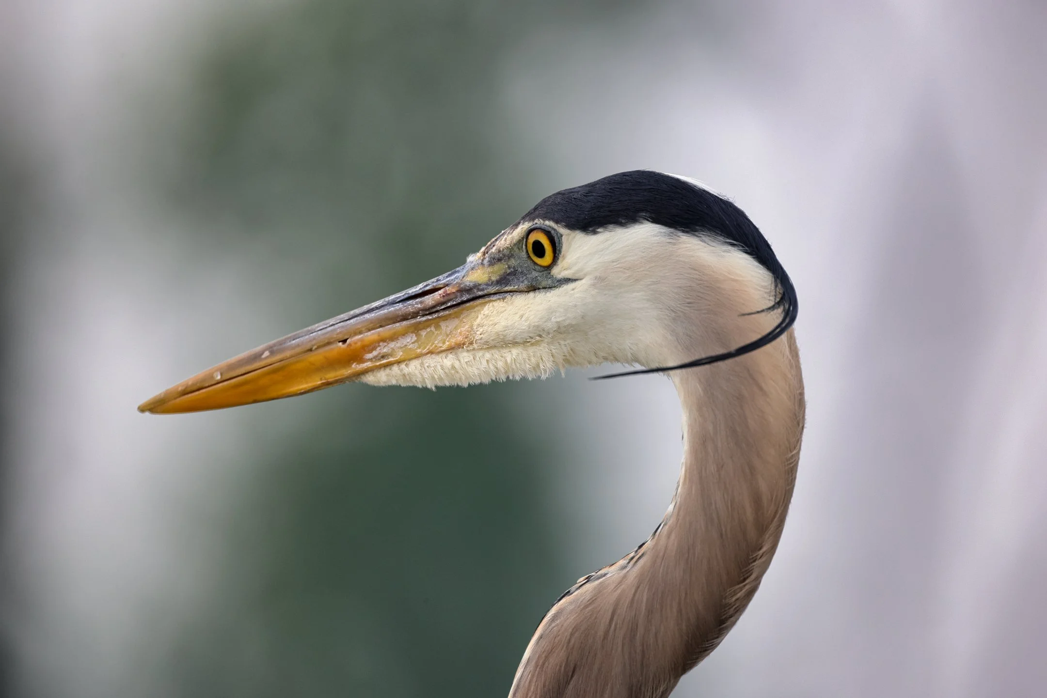 N | Head Shot of Great Blue Heron | Larry Howard | Score: 13