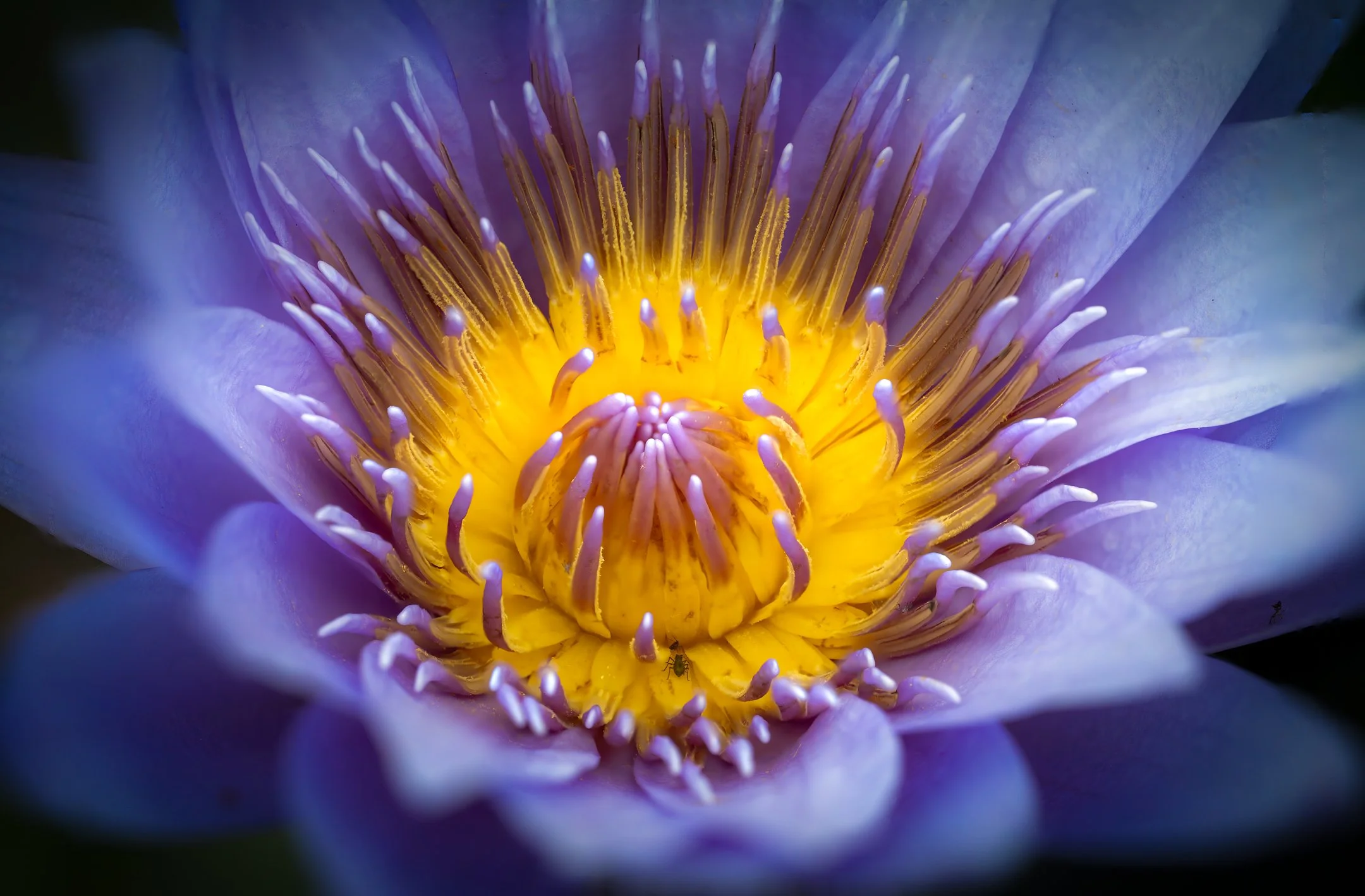 A | Eruption With Aphids | Gary Kirfman | Score: 23