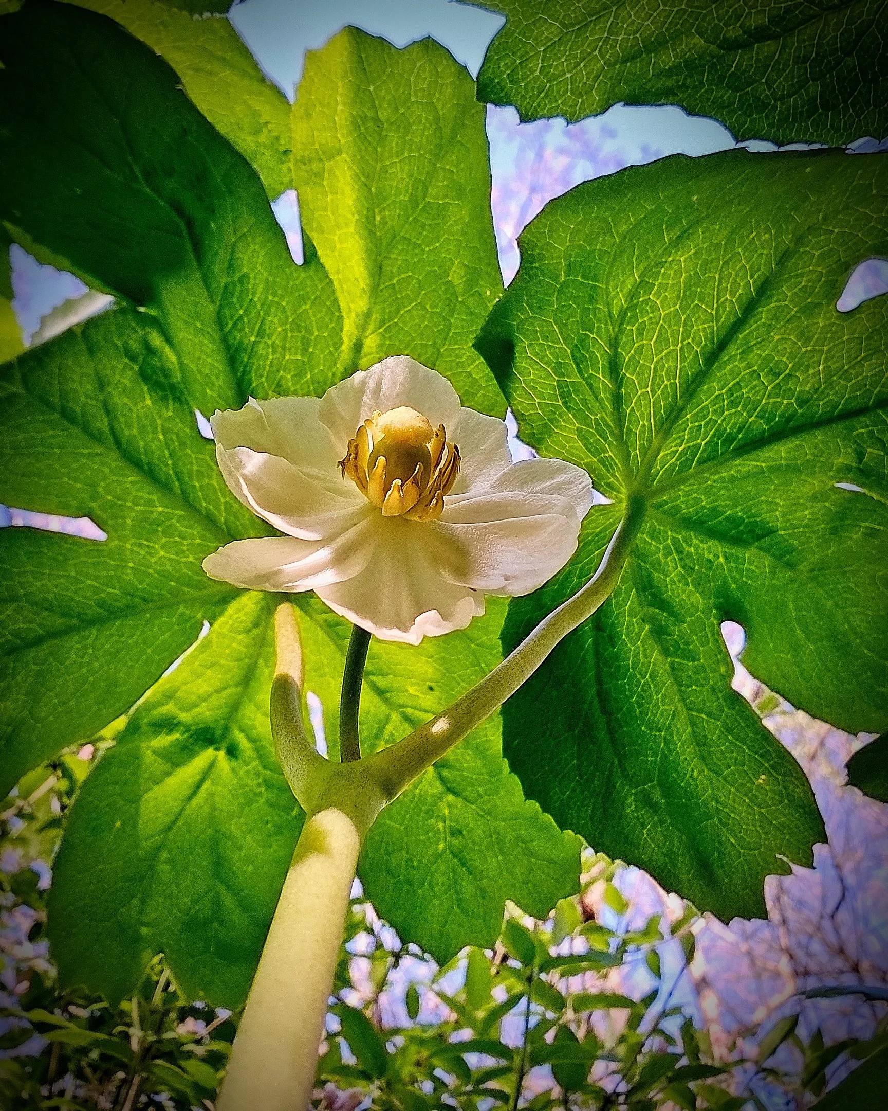 A | Mayapple | Michael Koole | Score: 20