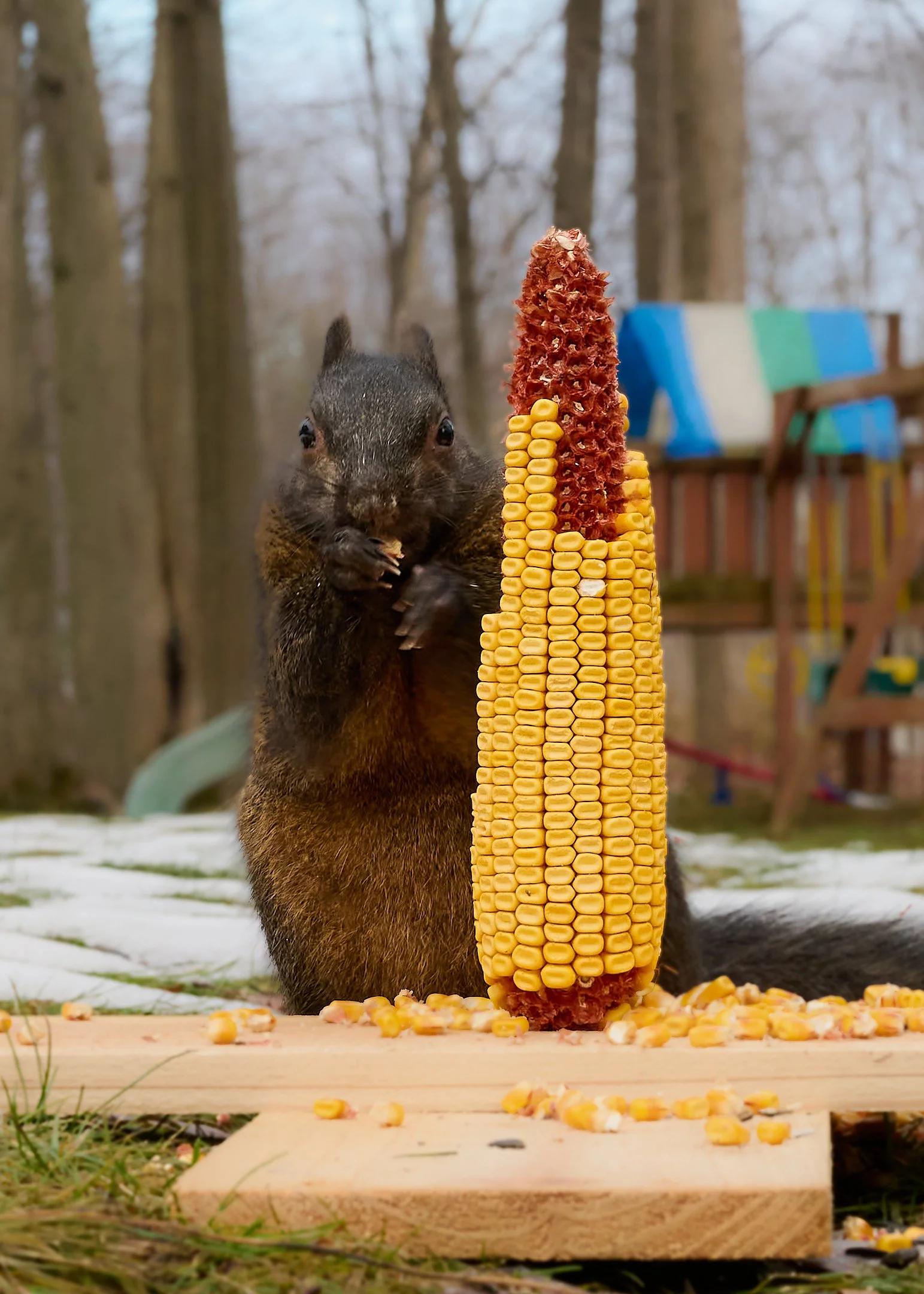 O | Midwinter Feast | James Zeman | Score: 14