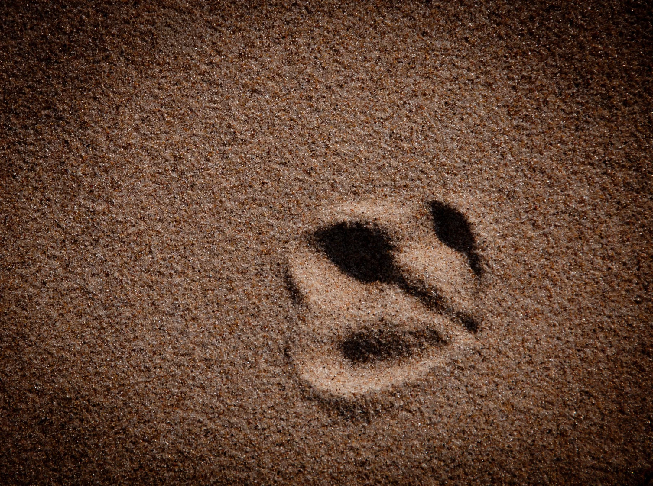 N | Footprint In The Sand | Jim Shearer Jr. | Score: 18