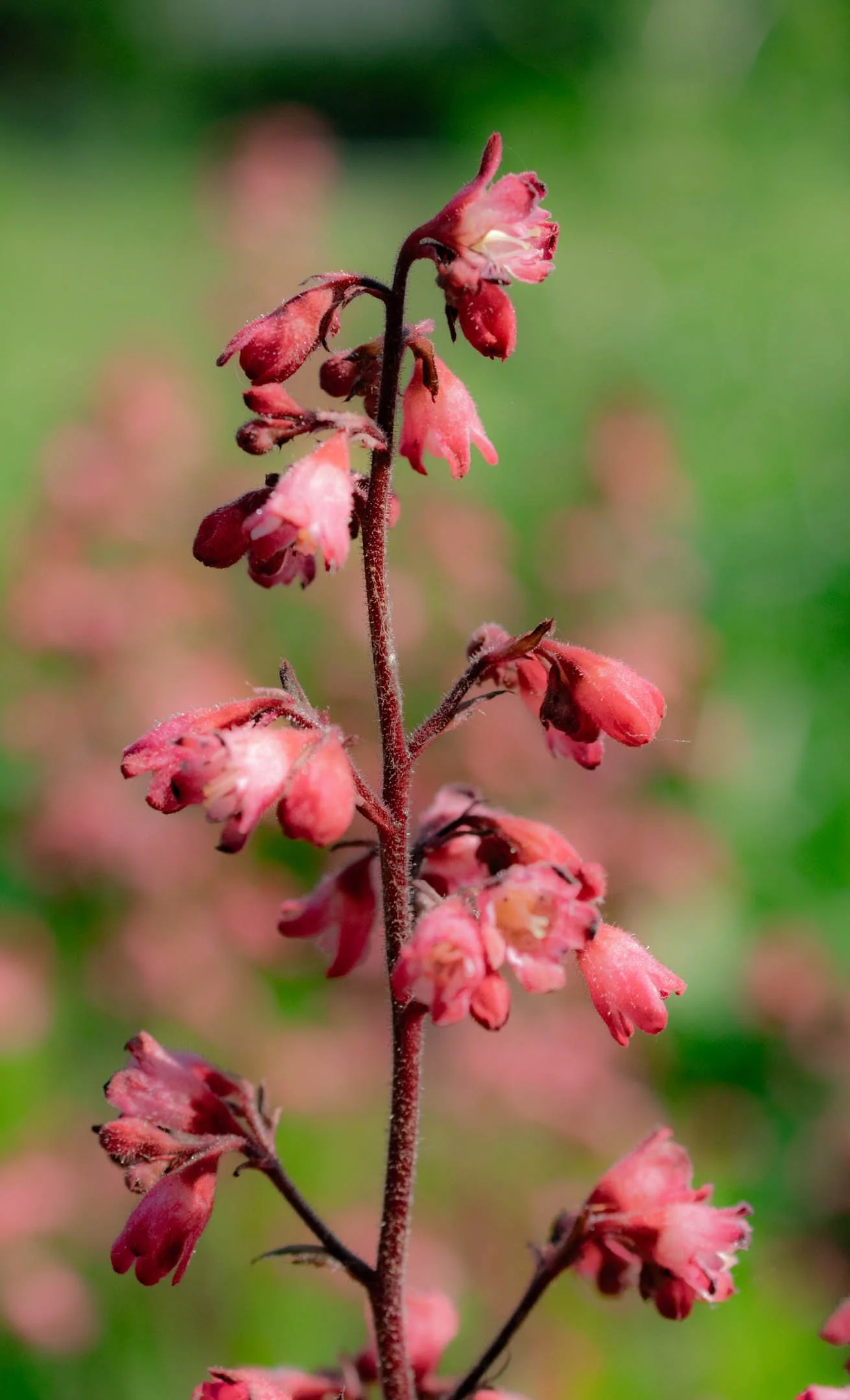 A | Red Floral Study | Sandy Freed | Score: 15