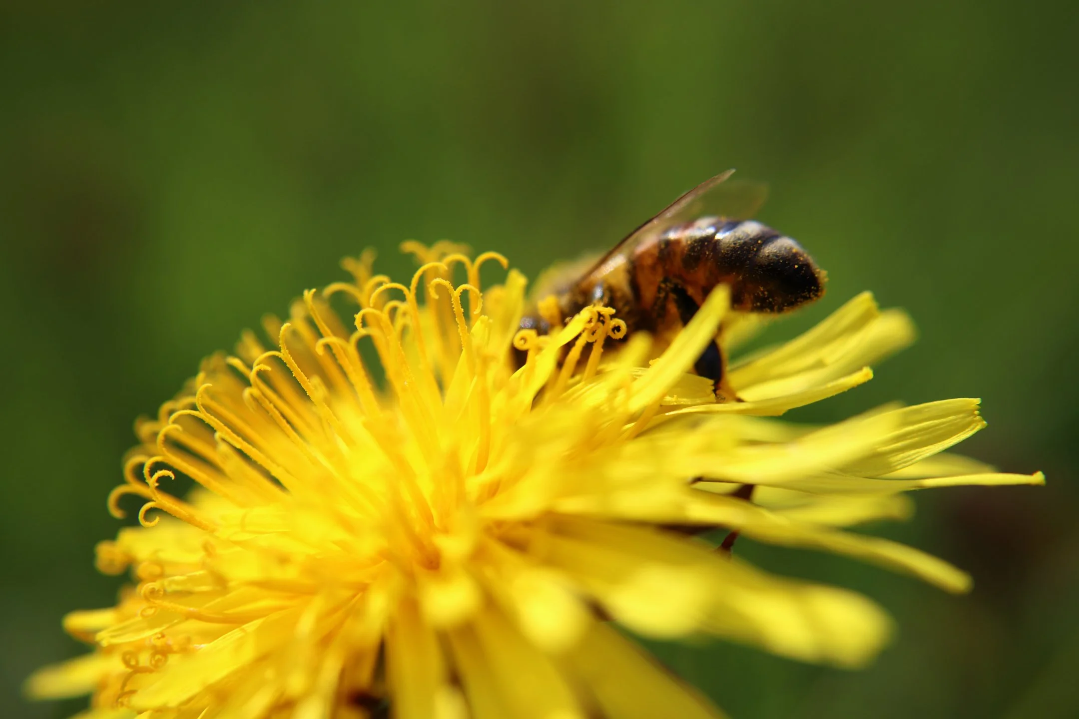 A | The Collector | Michelle Premer | Score: 9