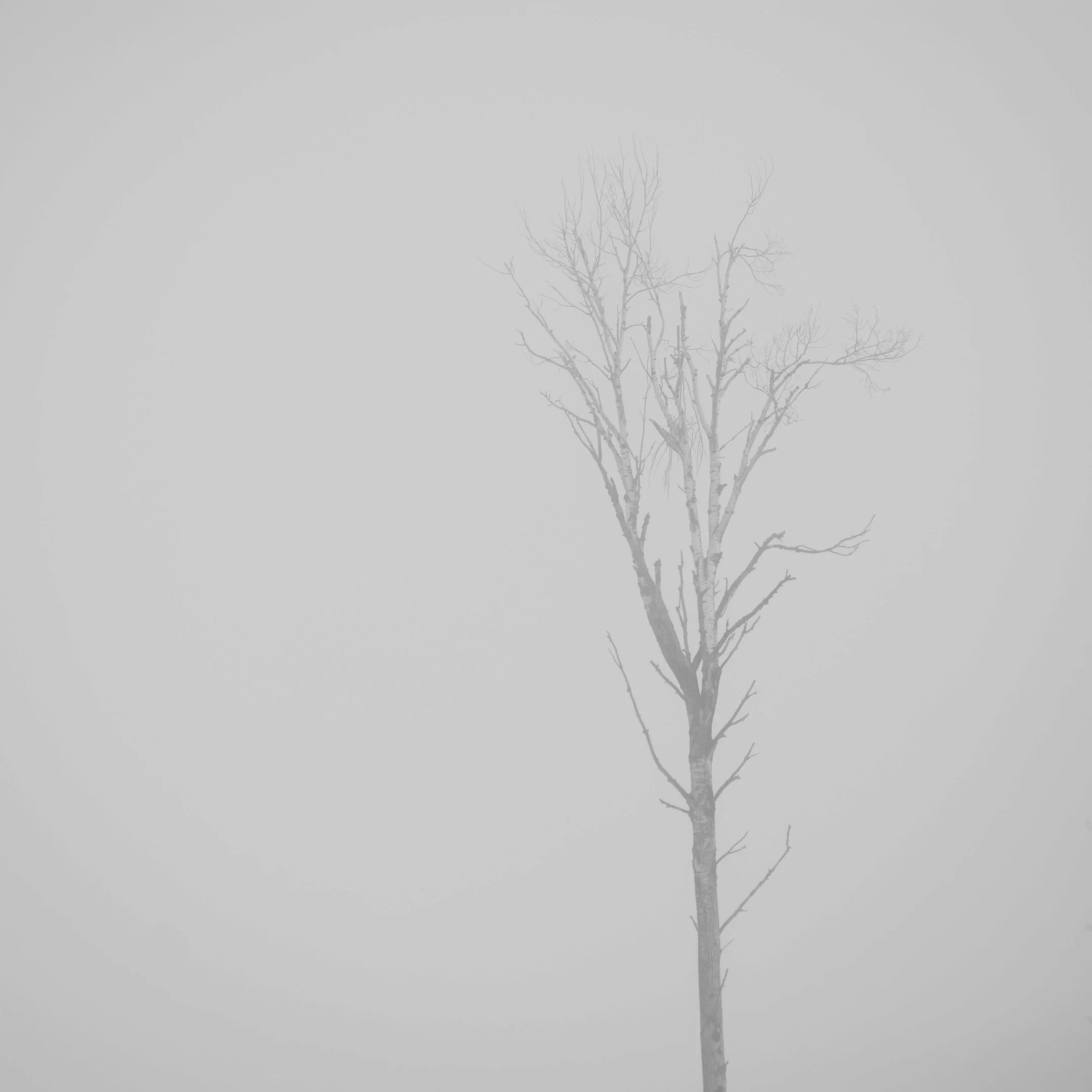 A | Lone Tree 1 | Todd Harbin | Score: 18