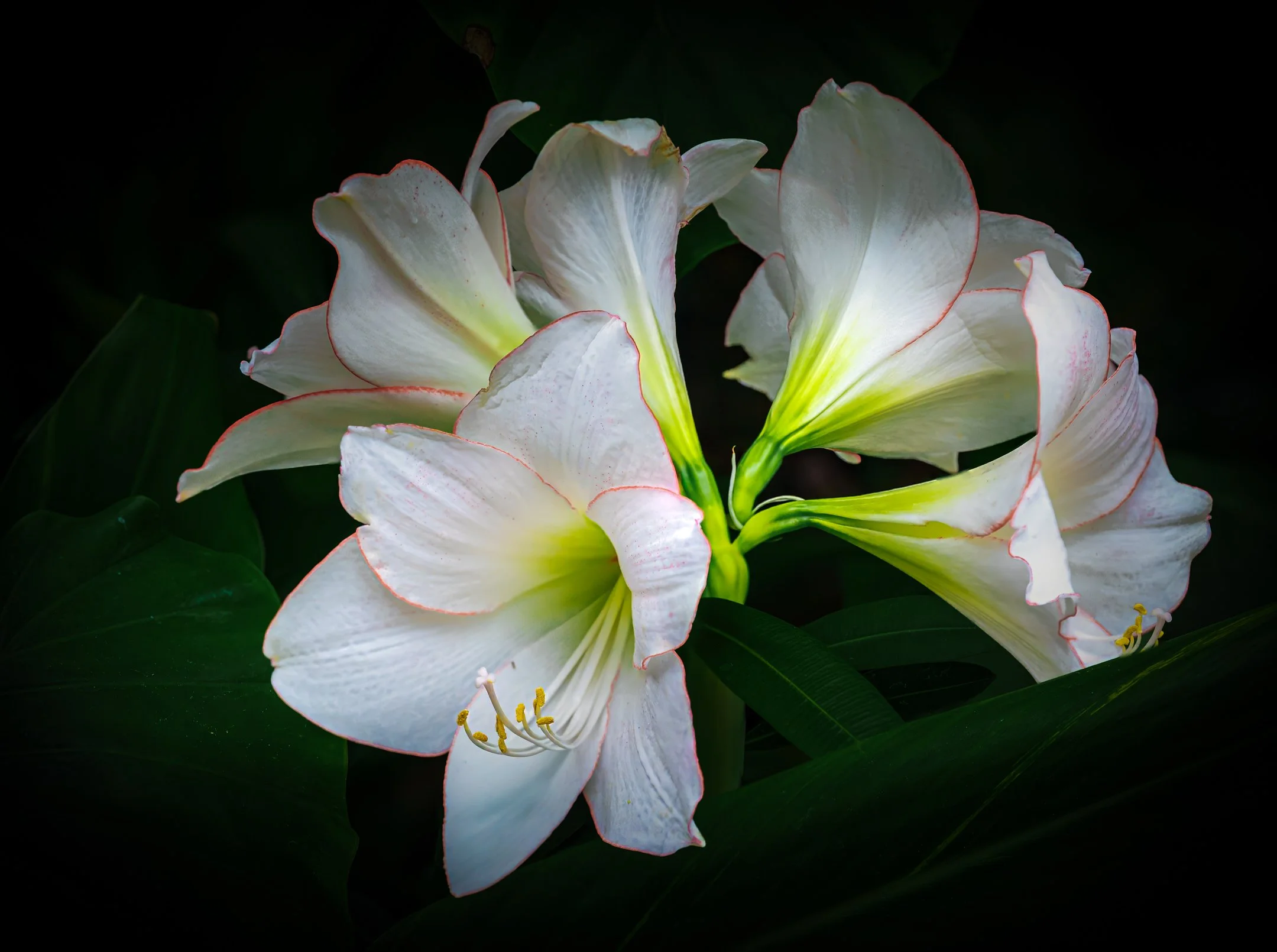 A | Springs White Glory | Gary Kirfman | Score: 21
