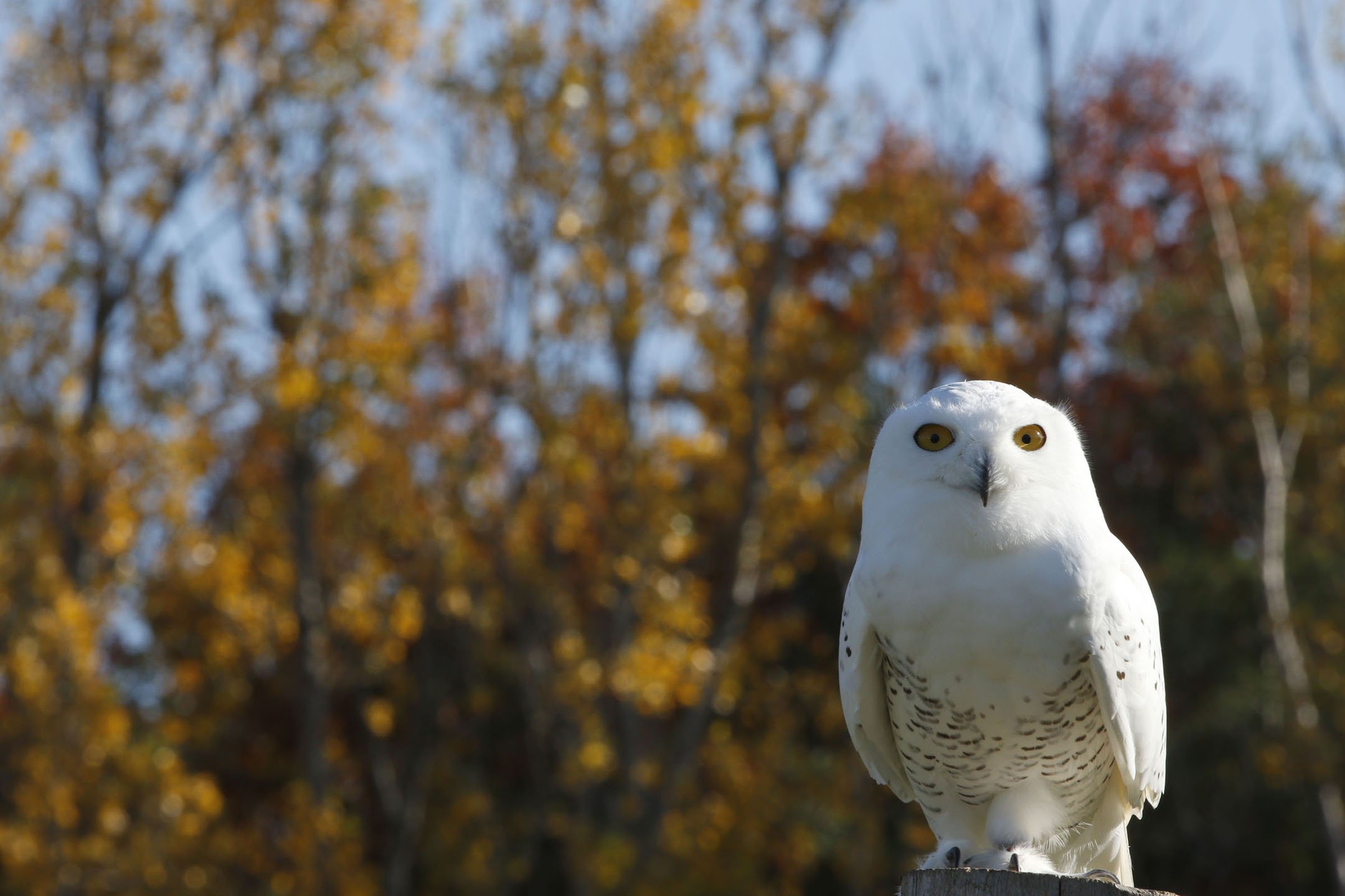 N | Blink First | Michelle Premer | Score: 17