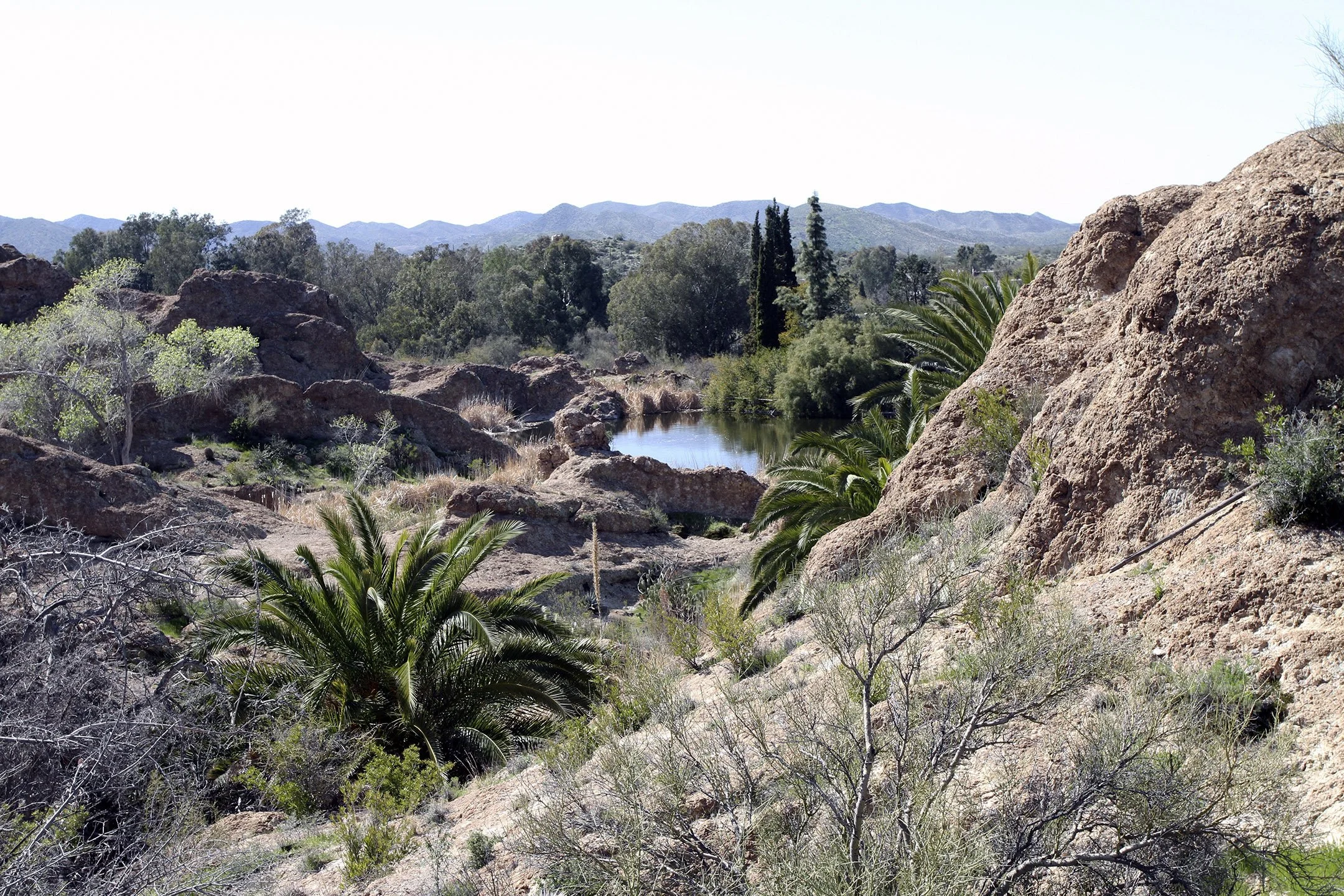 S | Arizona Water Hole | Roger Fry | Score: 16