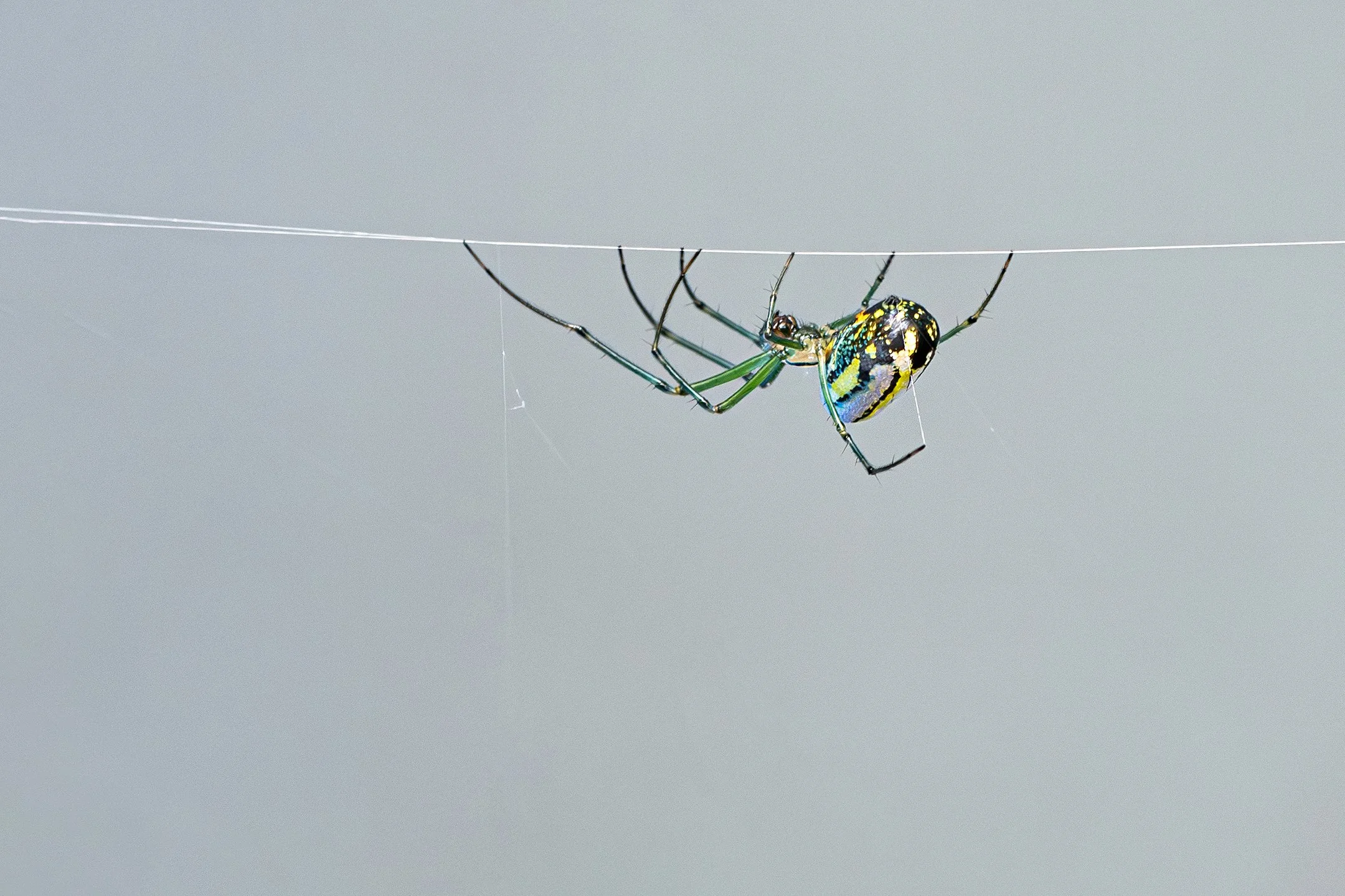 A | Itsy Bitsy Spider | Jack Eichner | Score: 22